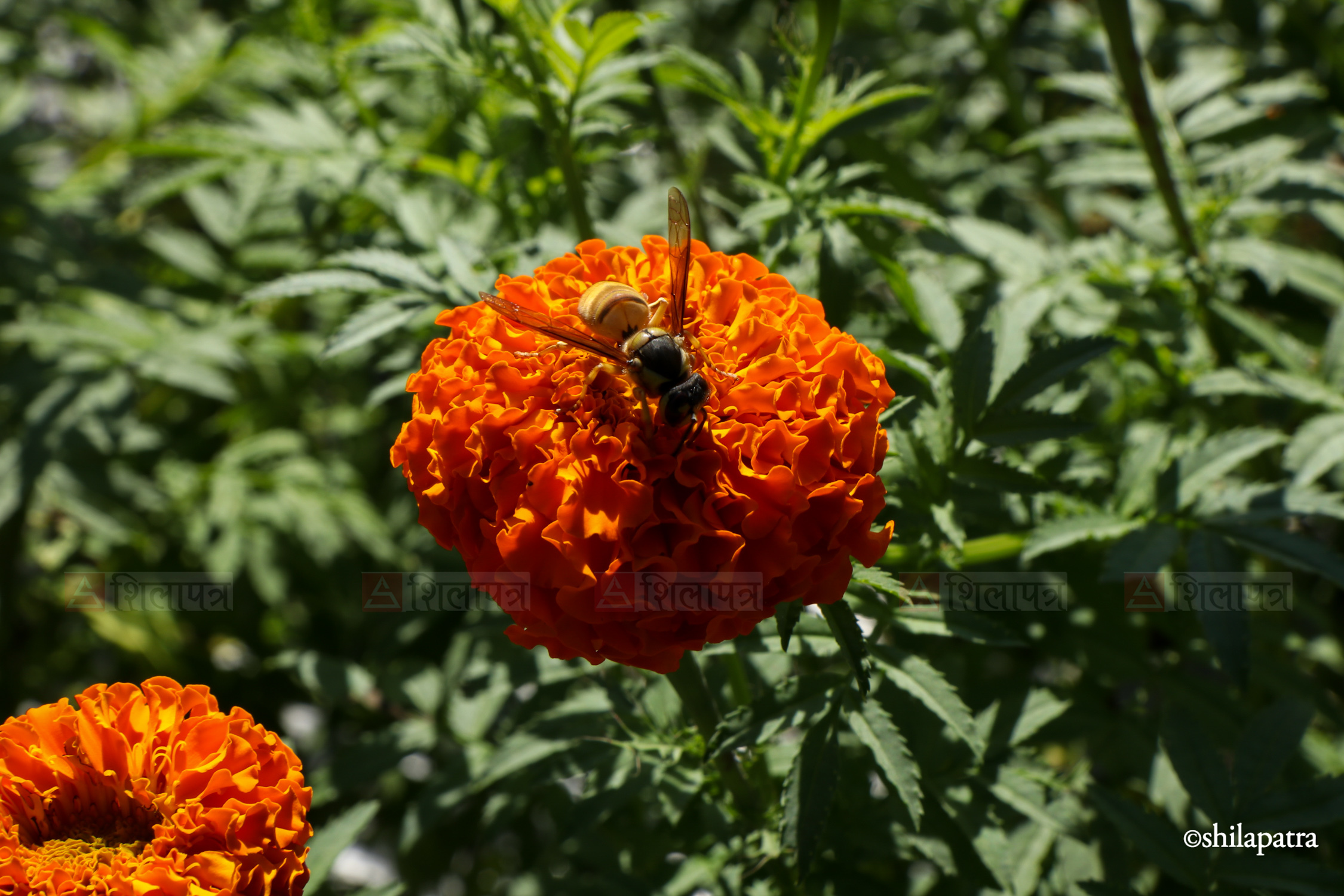 Sayapatri-Marigold-Flower-Tanahu_NPL_BinodDhungana-(14)-1793180707.jpg