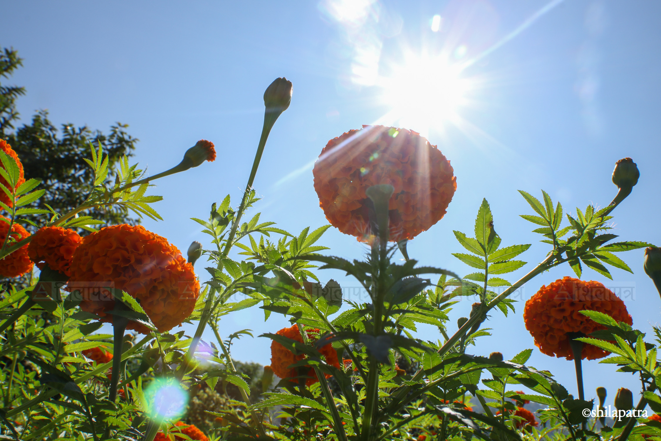 Sayapatri-Marigold-Flower-Tanahu_NPL_BinodDhungana-(15)-1793180708.jpg