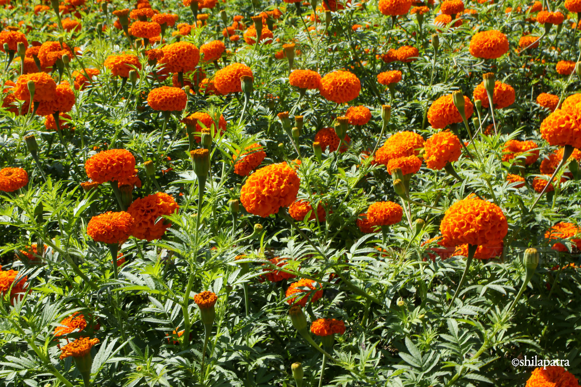 Sayapatri-Marigold-Flower-Tanahu_NPL_BinodDhungana-(16)-1793180708.jpg