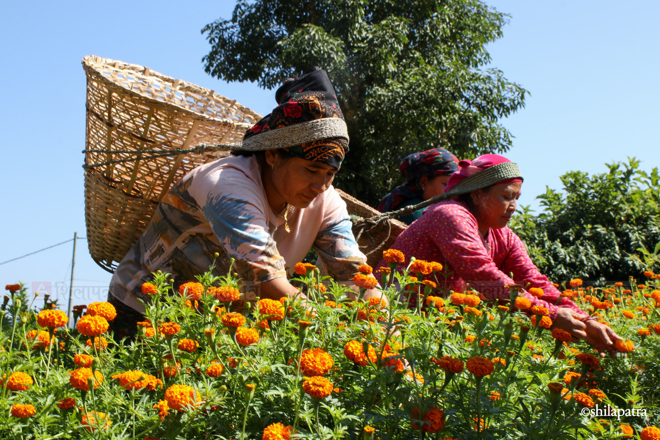 Sayapatri-Marigold-Flower-Tanahu_NPL_BinodDhungana-(2)-1793180700.jpg