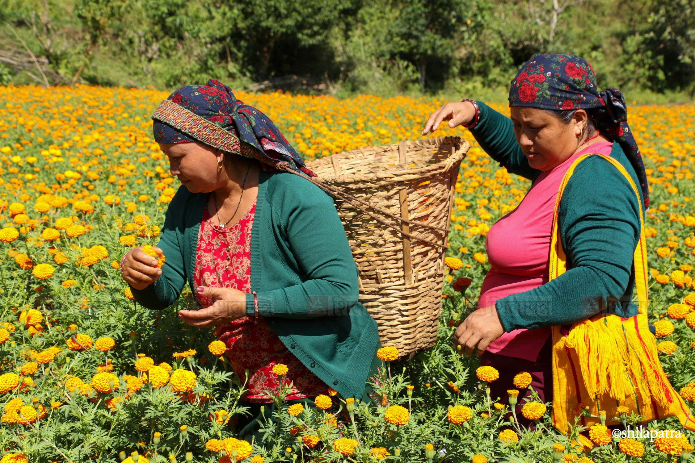 Sayapatri-Marigold-Flower-Tanahu_NPL_BinodDhungana-(3)-1793180701.jpg