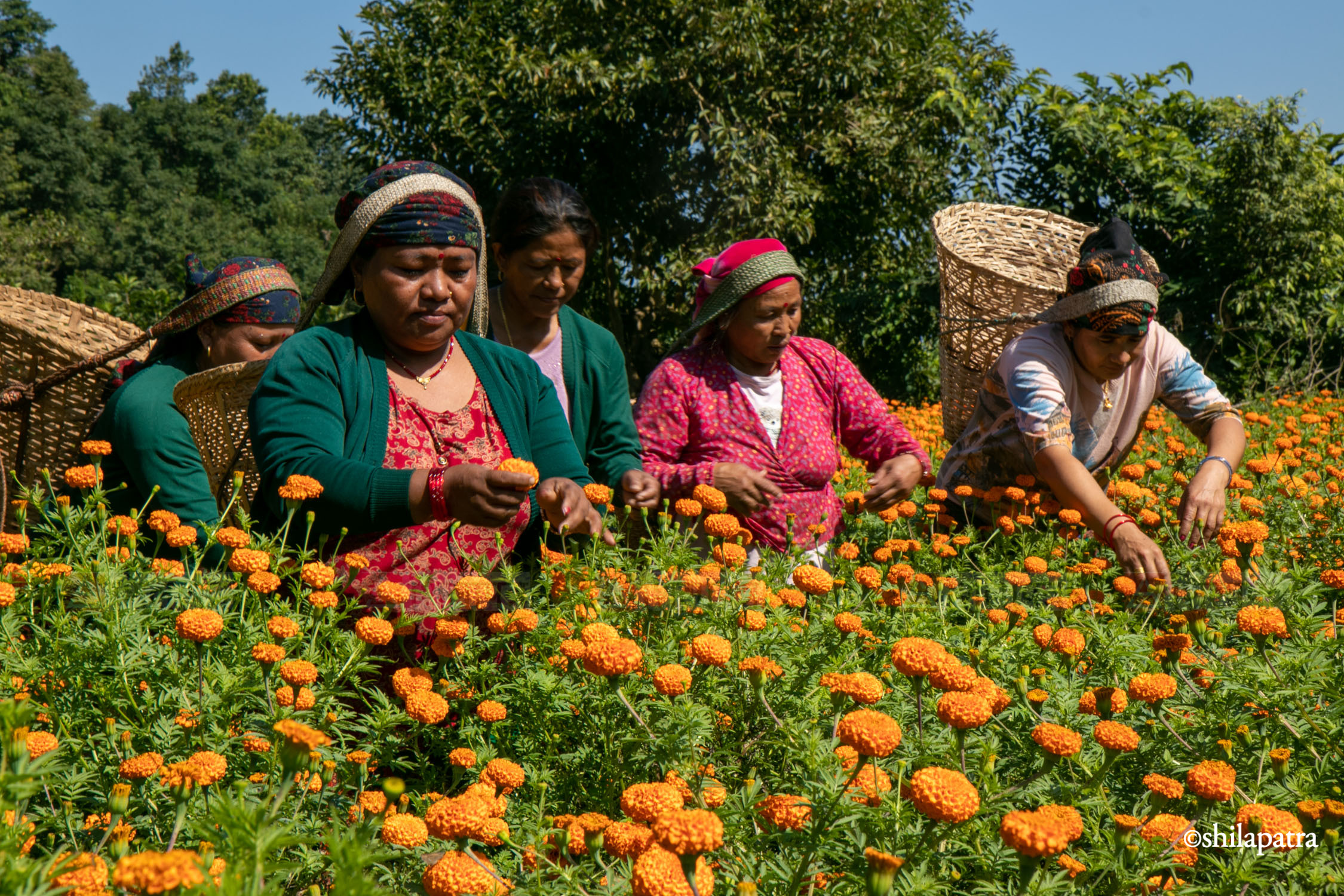 Sayapatri-Marigold-Flower-Tanahu_NPL_BinodDhungana-(4)-1793180701.jpg