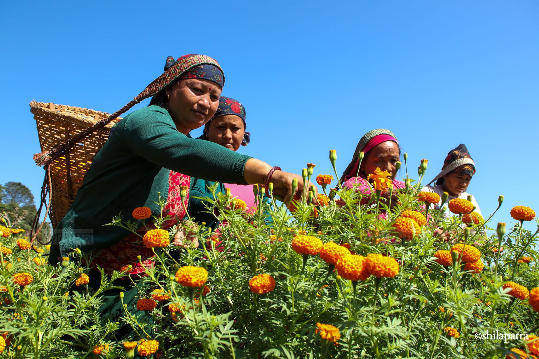 Sayapatri-Marigold-Flower-Tanahu_NPL_BinodDhungana-(5)-1793180702.jpg