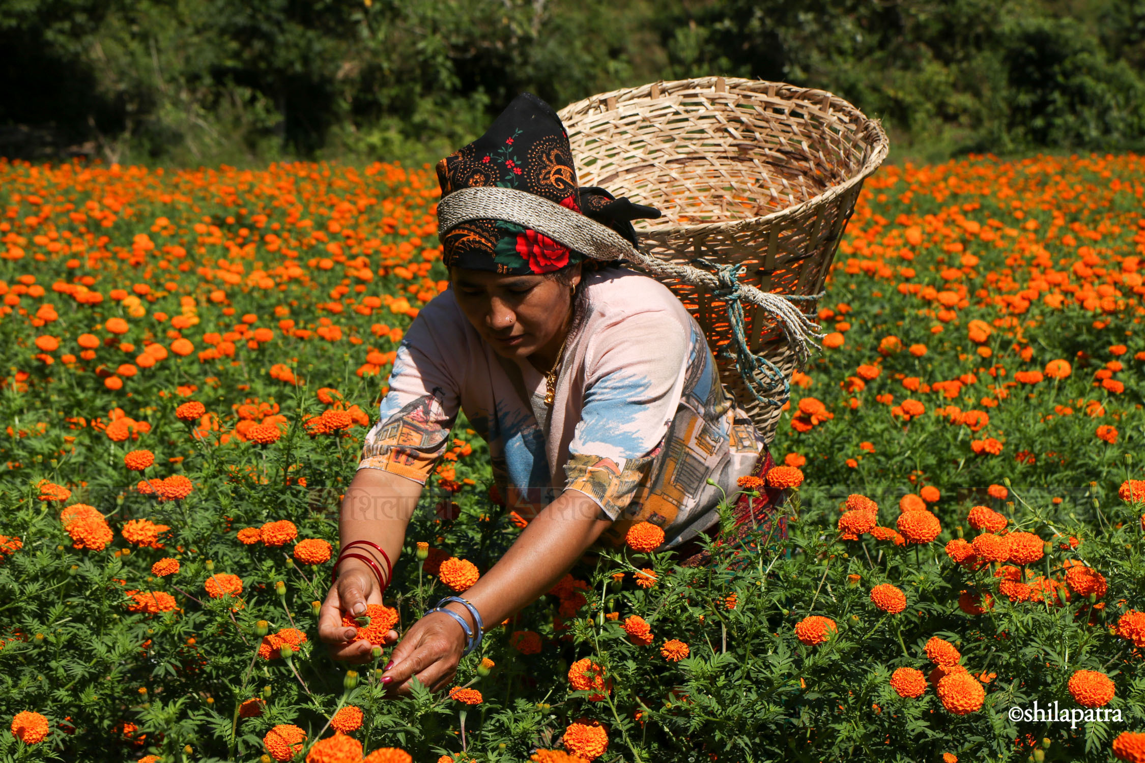 Sayapatri-Marigold-Flower-Tanahu_NPL_BinodDhungana-(6)-1793180702.jpg