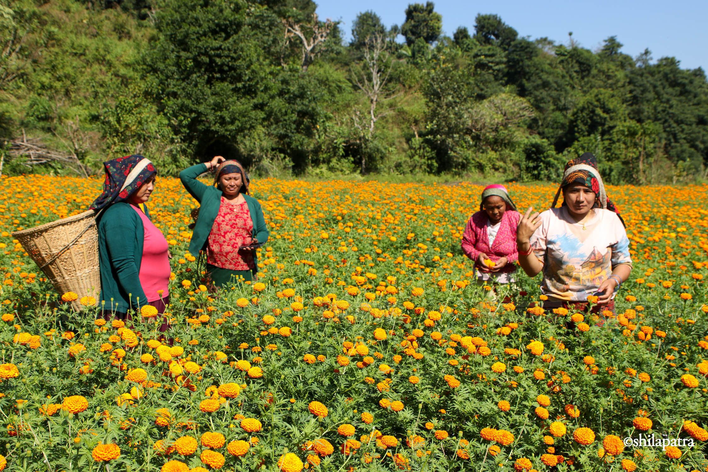 Sayapatri-Marigold-Flower-Tanahu_NPL_BinodDhungana-(7)-1793180703.jpg
