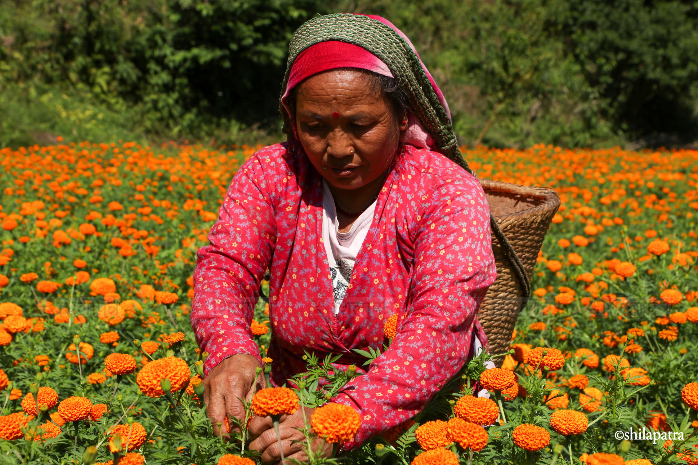Sayapatri-Marigold-Flower-Tanahu_NPL_BinodDhungana-(8)-1793180704.jpg