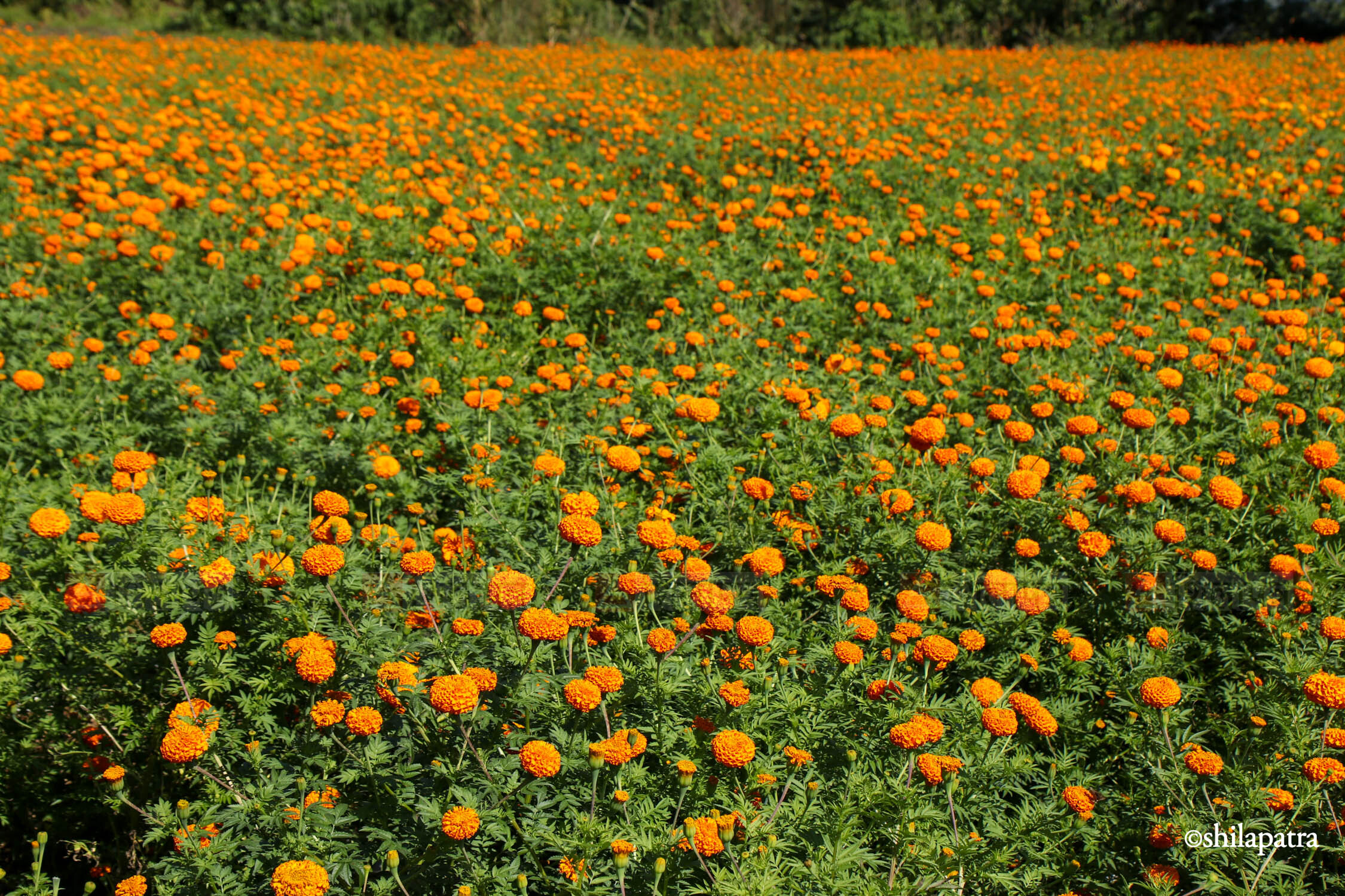 Sayapatri-Marigold-Flower-Tanahu_NPL_BinodDhungana-(9)-1793180705.jpg