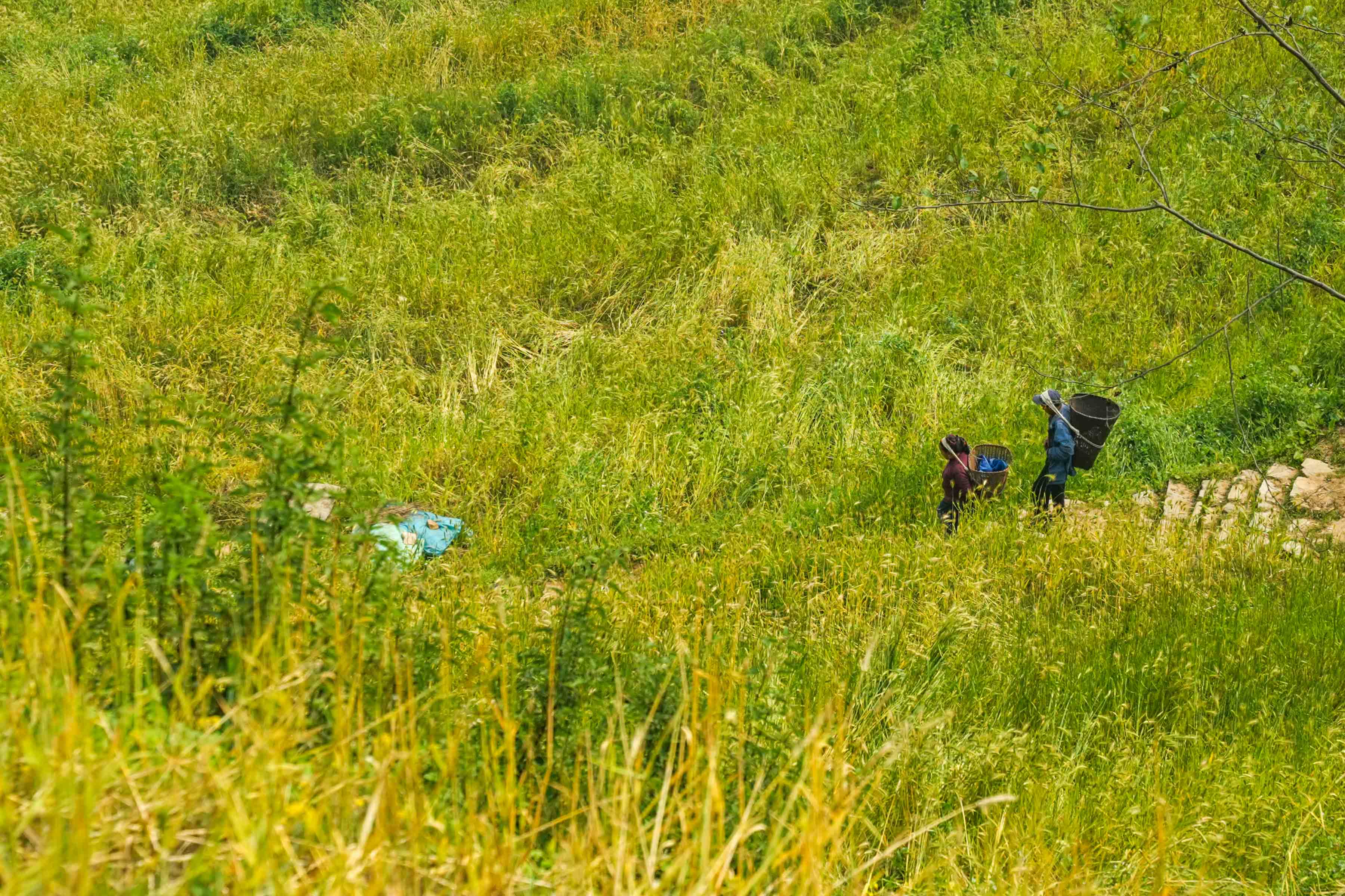 Singla_Gorkha_DSC08690-1777949611.jpg