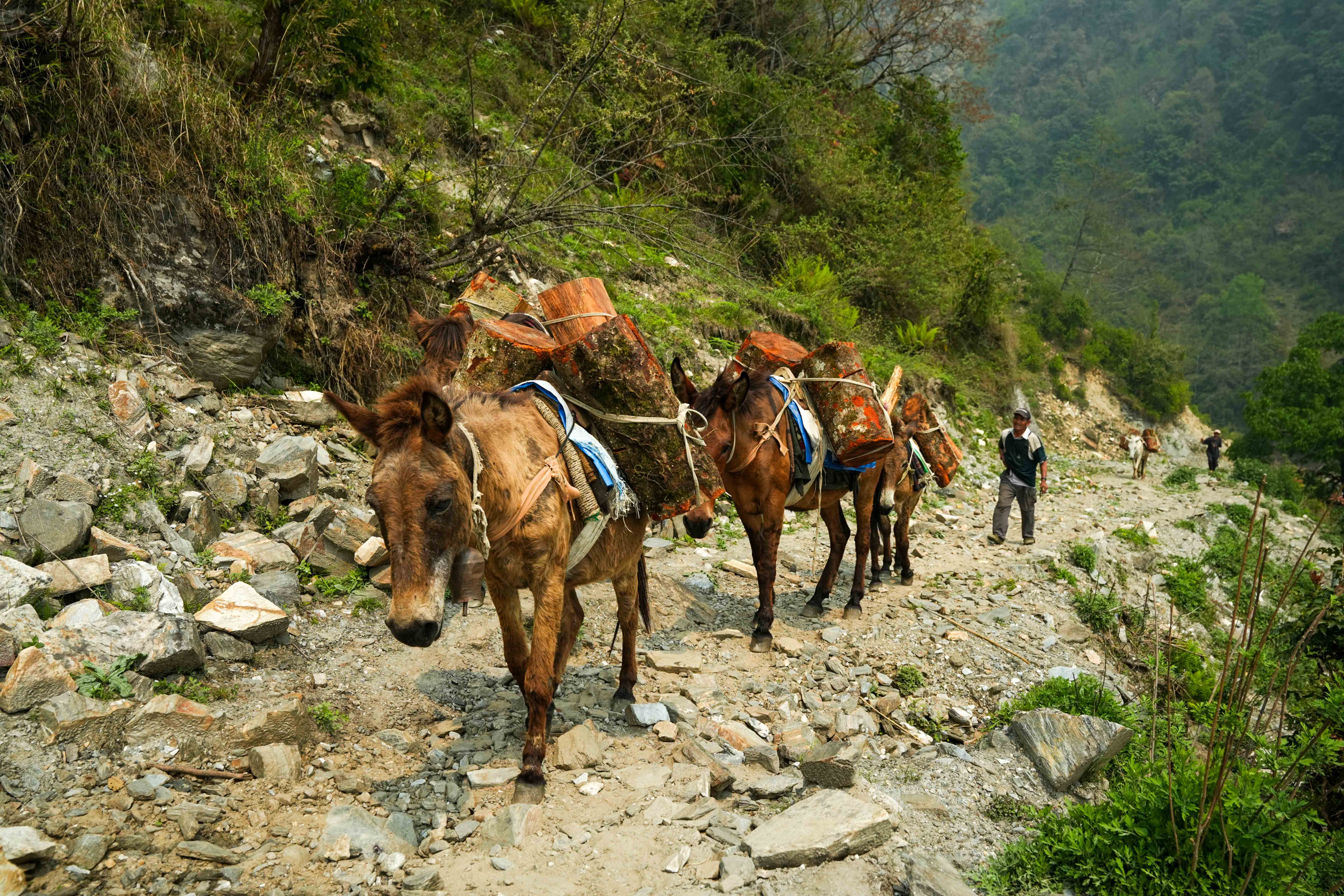Singla_Gorkha_DSC08764-1777949596.jpg