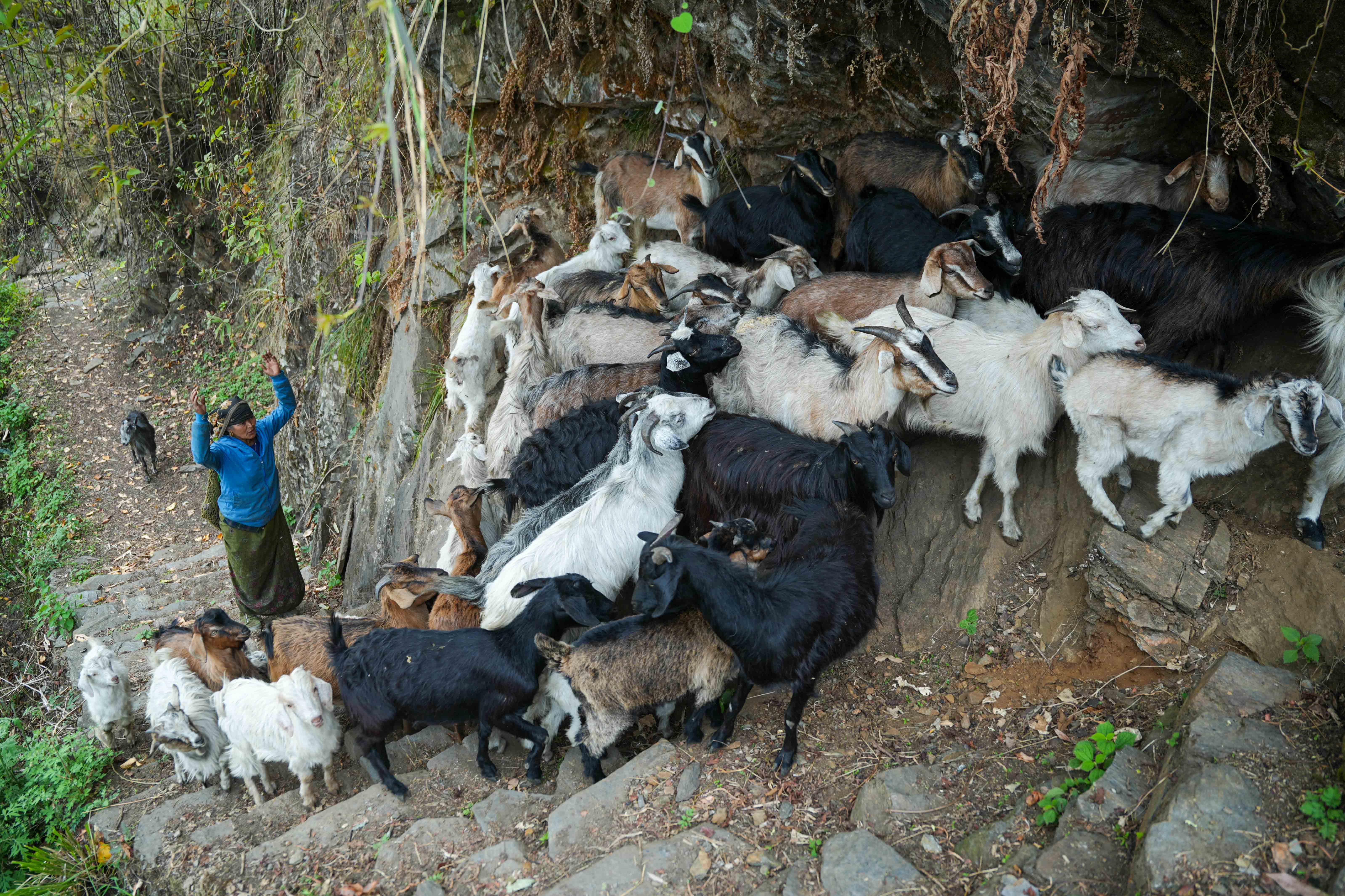 Singla_Gorkha_DSC08837-1777949583.jpg