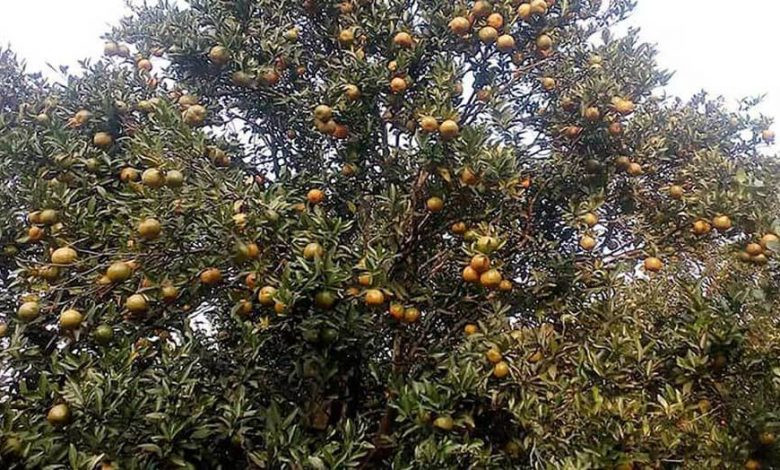 बाँदरबाट सुन्तला जोगाउन सास्ती