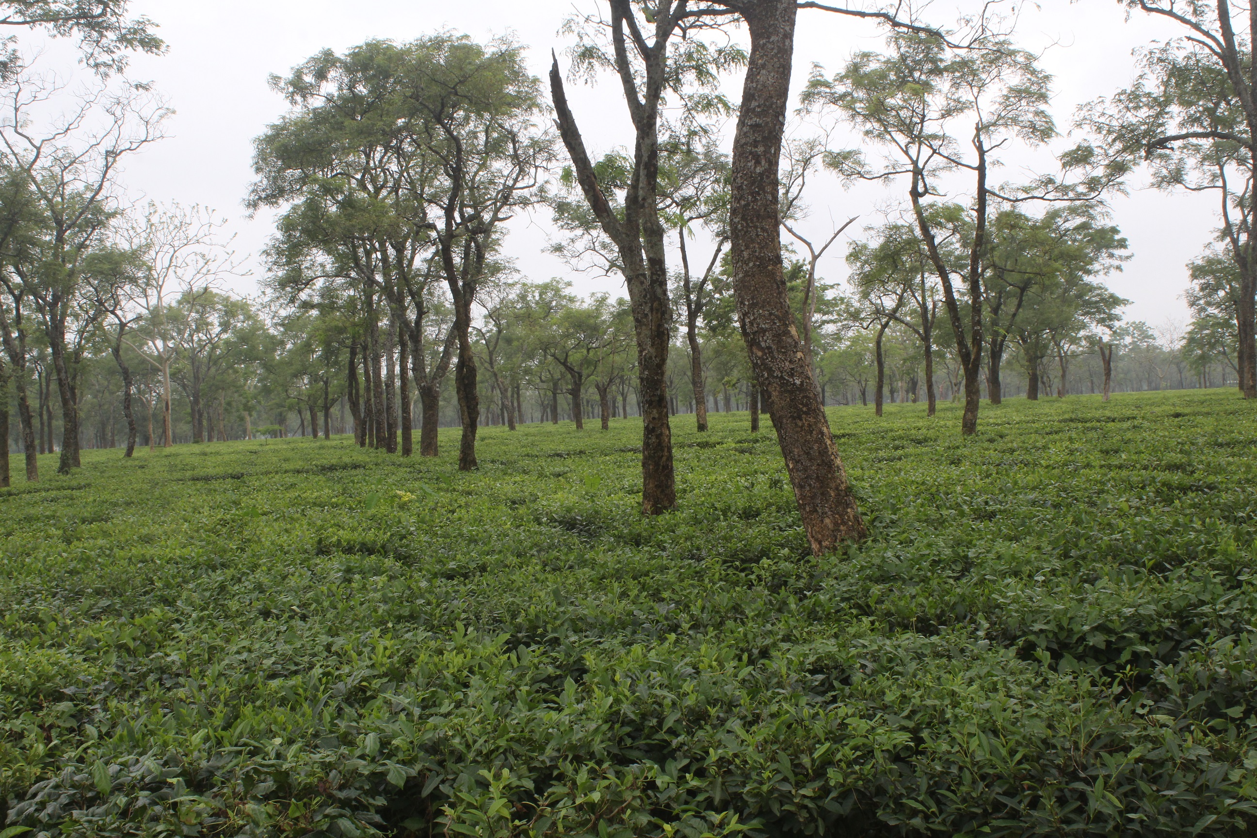 Tea-Garden-Pic-2-1773467202.JPG
