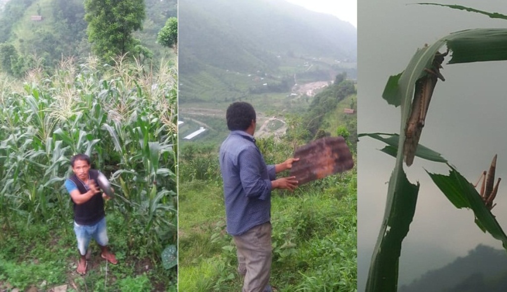 फेरि गाउँगाउँ पस्यो सलह, टिन र थाल ठटाउँदै स्थानीय 