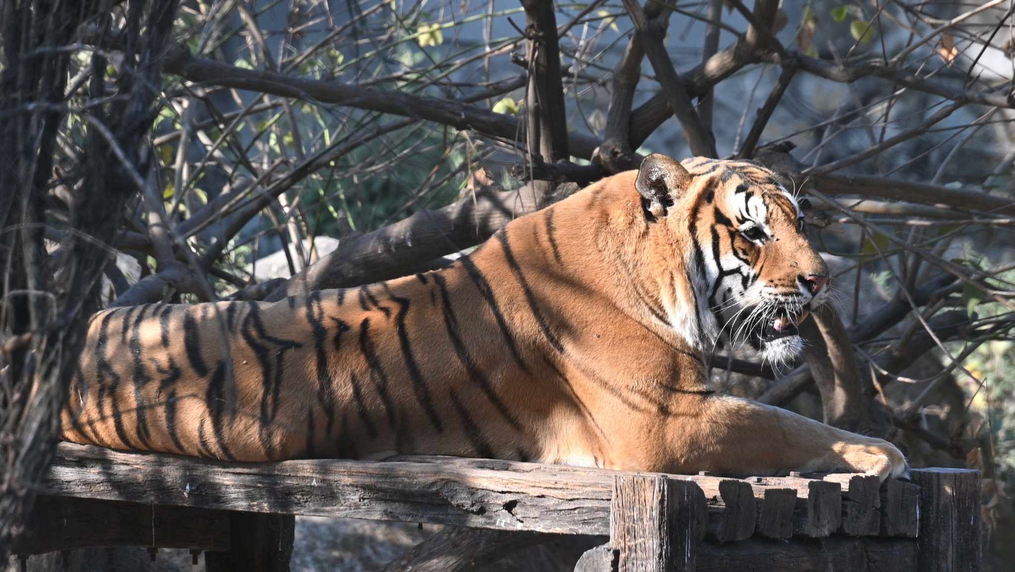 Tiger--(10)-1735473393.jpg