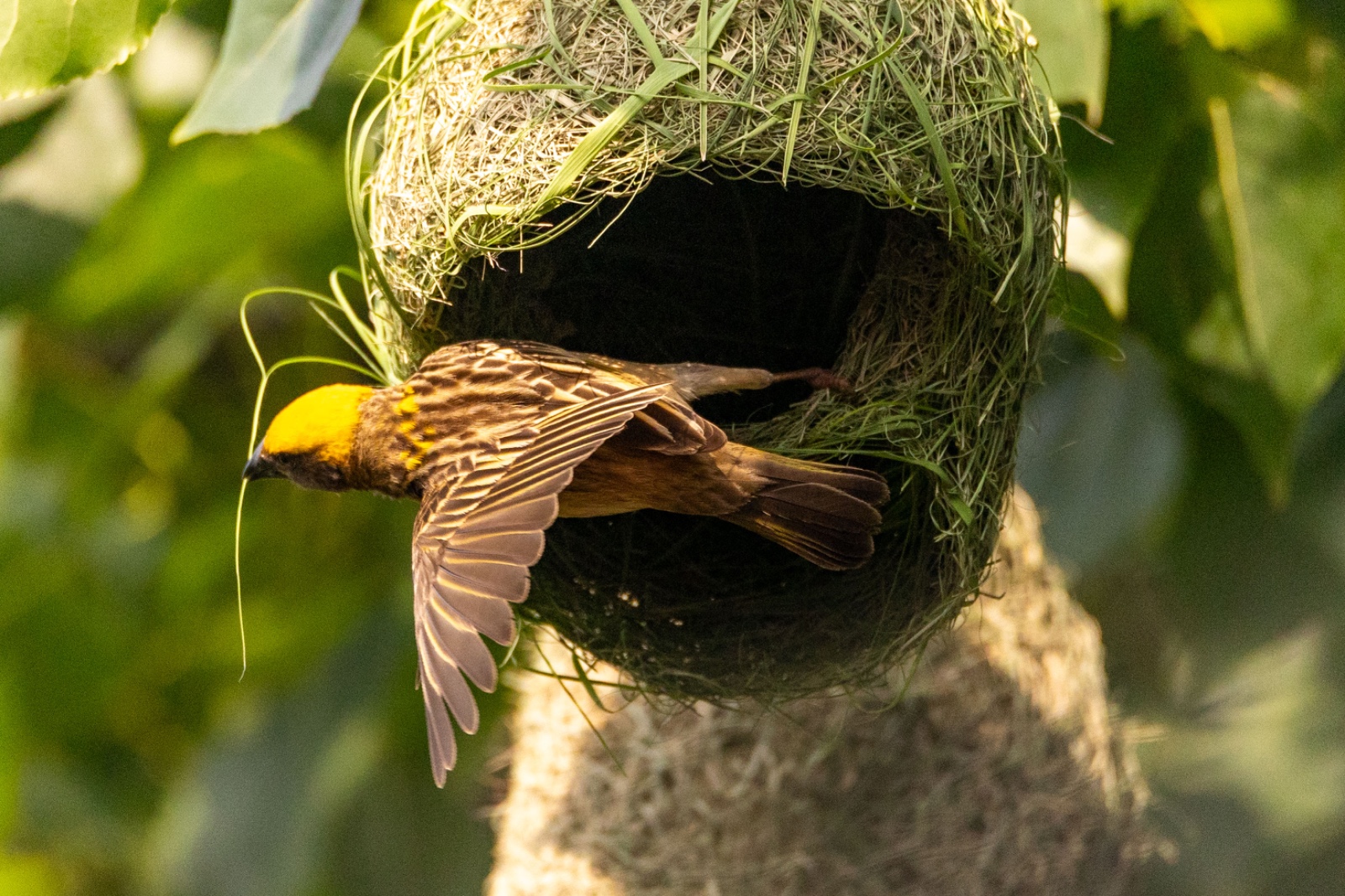 Top-Charako-Nest_nepal-Photo-Library-(1)-1780213078.jpeg