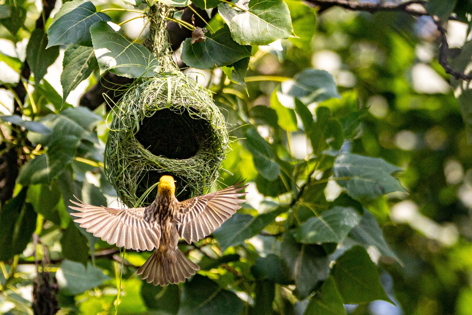 Top-Charako-Nest_nepal-Photo-Library-(10)-1780213083.jpeg