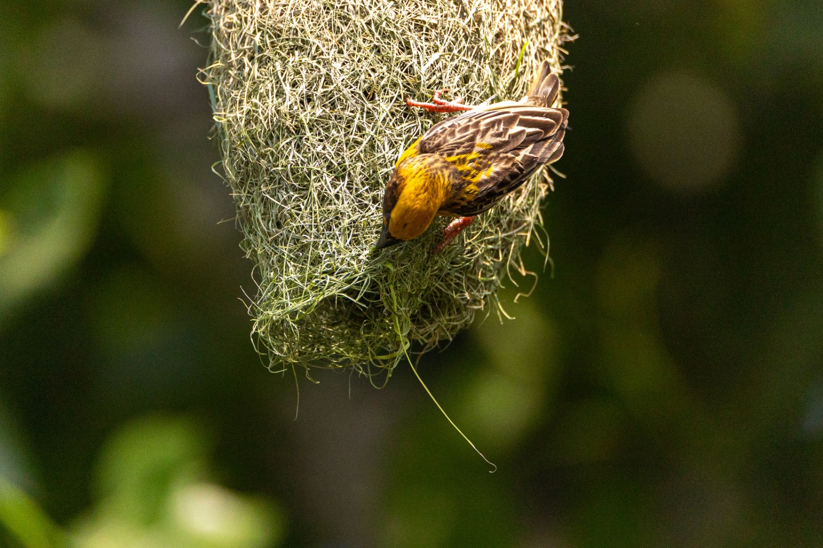 Top-Charako-Nest_nepal-Photo-Library-(11)-1780213083.jpeg