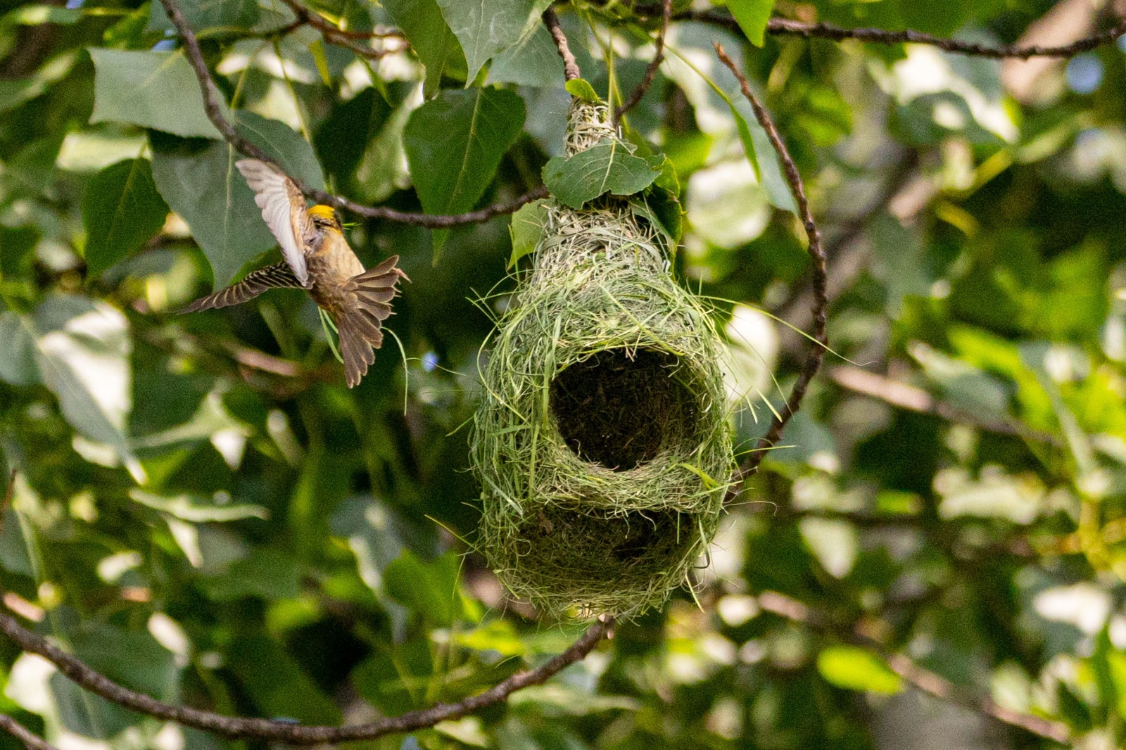 Top-Charako-Nest_nepal-Photo-Library-(12)-1780213083.jpeg