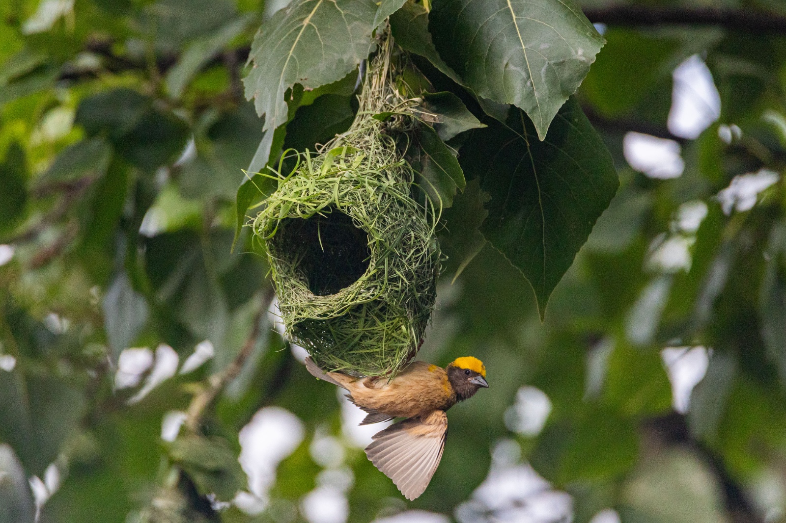 Top-Charako-Nest_nepal-Photo-Library-(13)-1780213084.jpeg