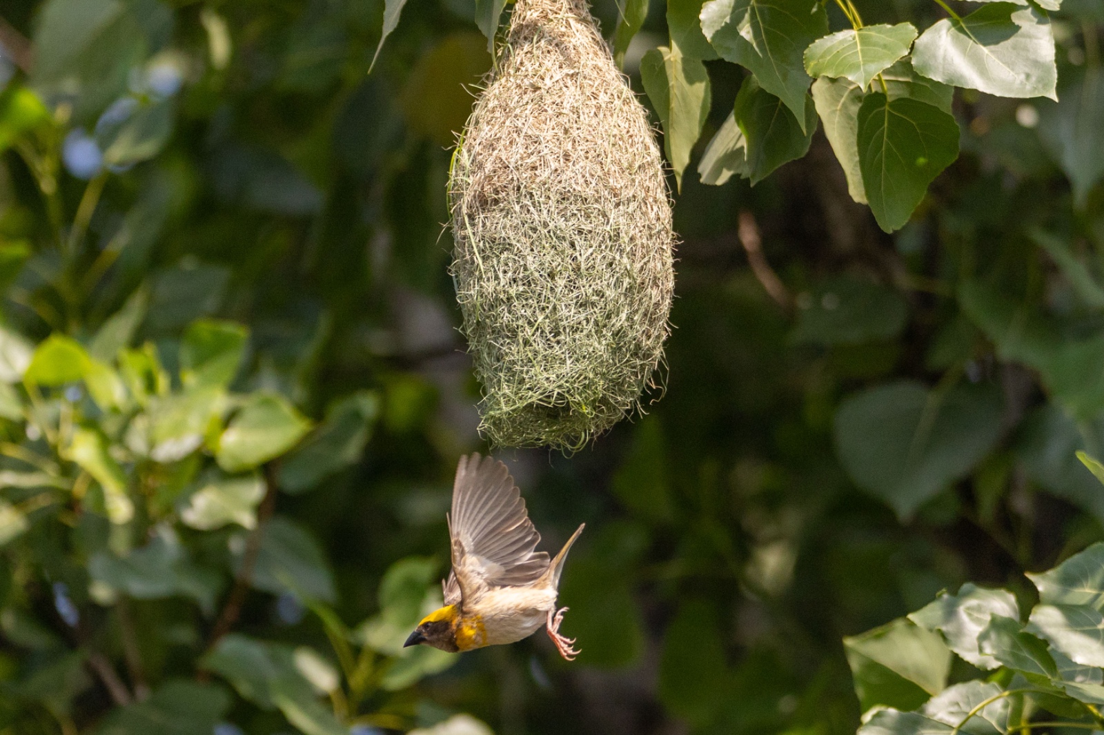 Top-Charako-Nest_nepal-Photo-Library-(14)-1780213084.jpeg