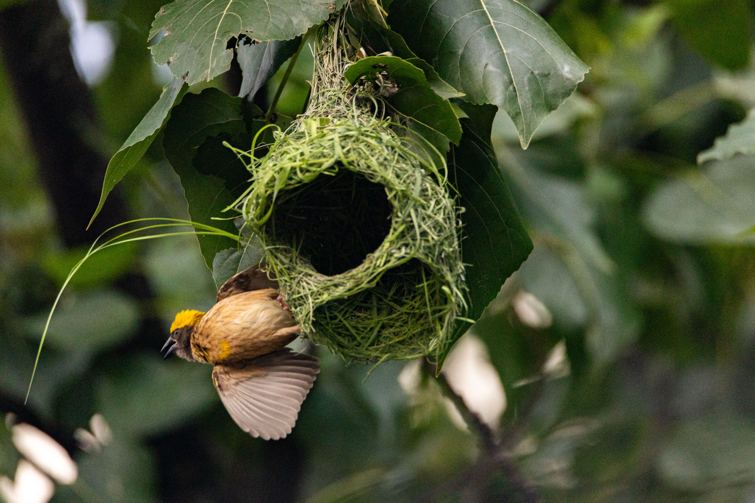 Top-Charako-Nest_nepal-Photo-Library-(2)-1780213078.jpeg