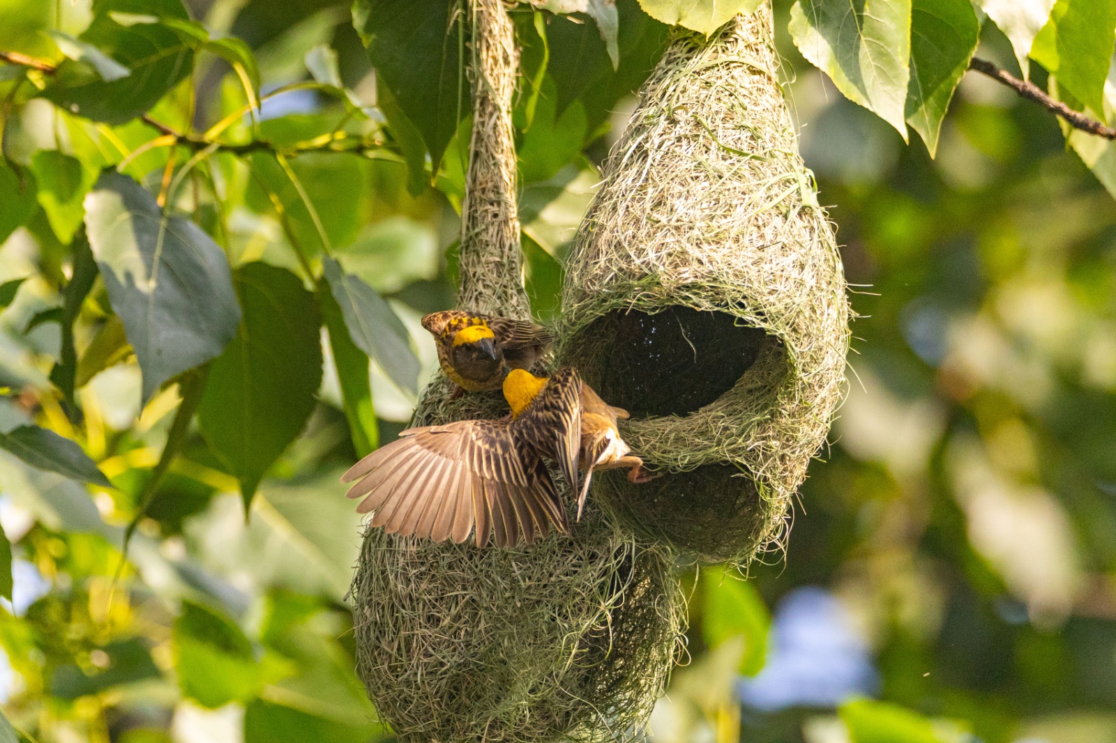 Top-Charako-Nest_nepal-Photo-Library-(3)-1780213078.jpeg