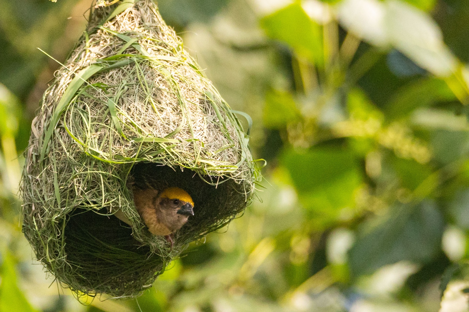 Top-Charako-Nest_nepal-Photo-Library-(4)-1780213080.jpeg