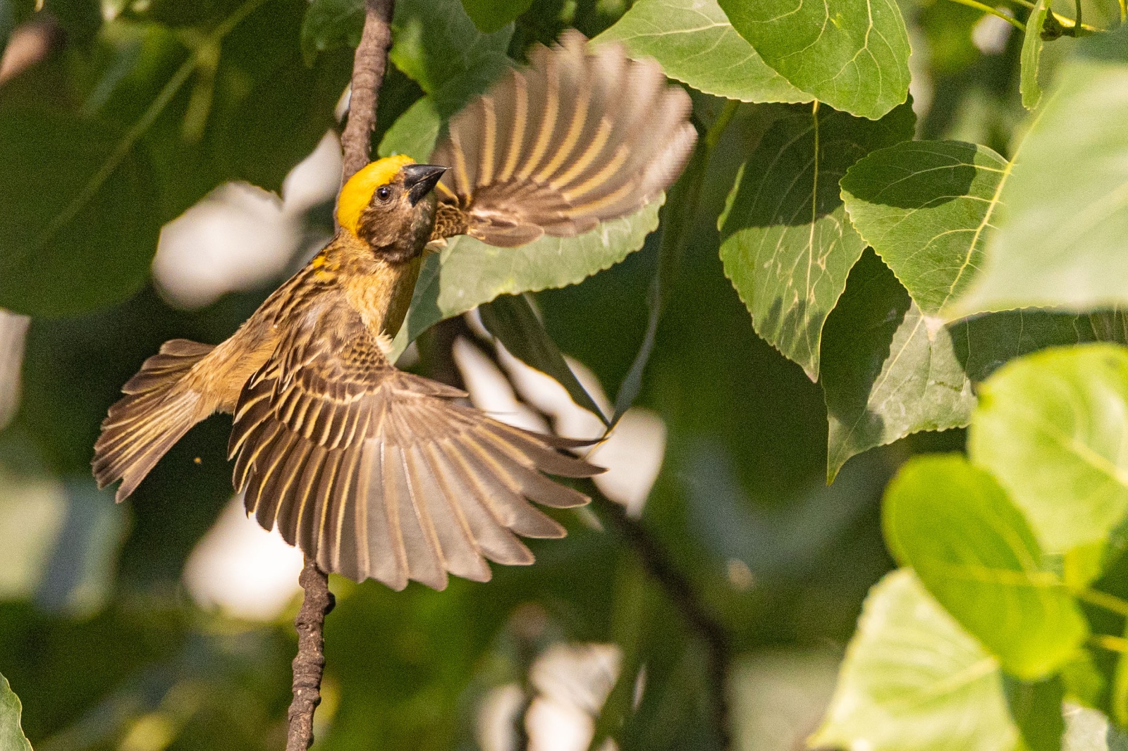 Top-Charako-Nest_nepal-Photo-Library-(5)-1780213080.jpeg