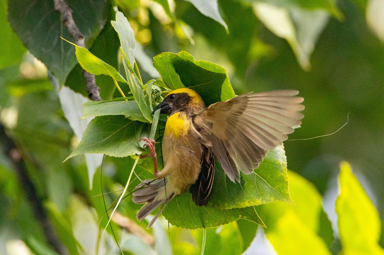 Top-Charako-Nest_nepal-Photo-Library-(6)-1780213081.jpeg