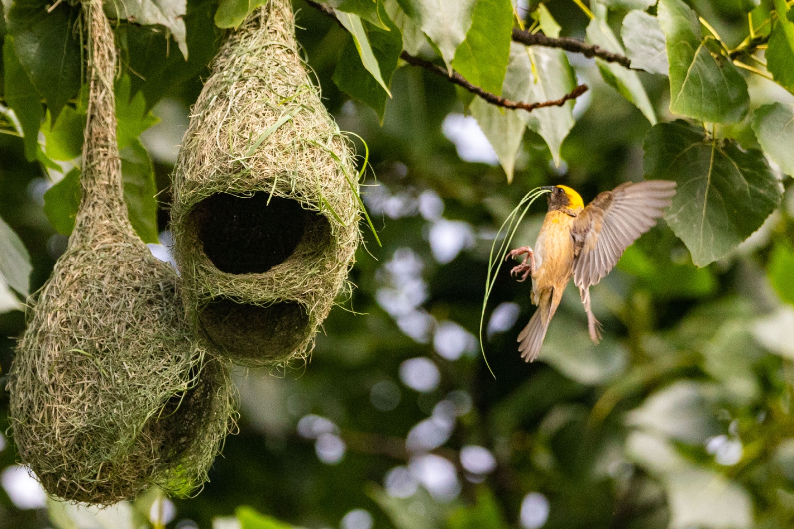 Top-Charako-Nest_nepal-Photo-Library-(7)-1780213081.jpeg