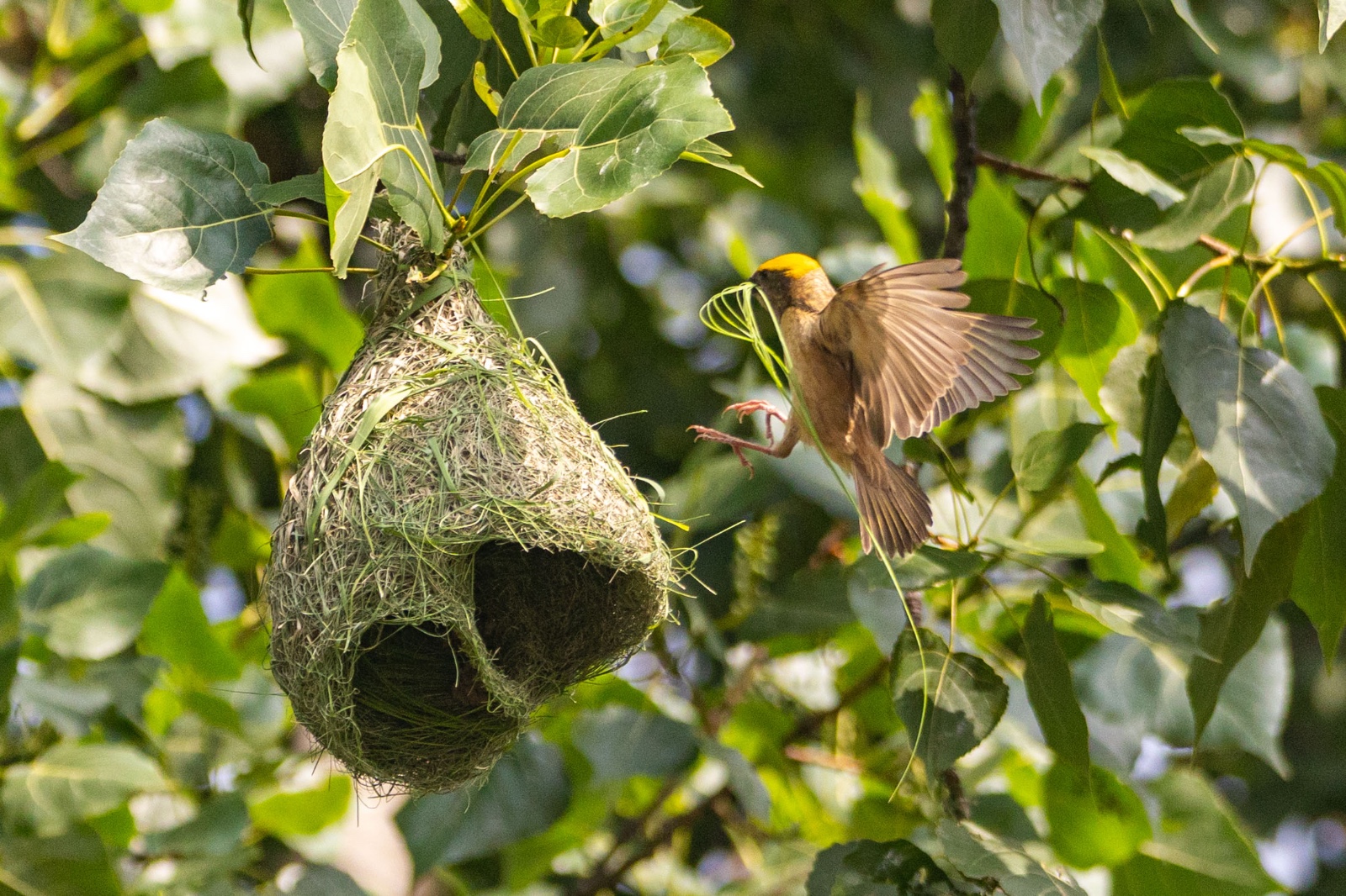 Top-Charako-Nest_nepal-Photo-Library-(8)-1780213082.jpeg