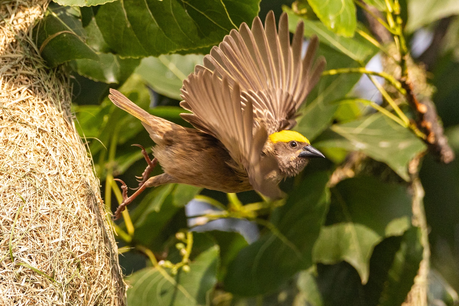 Top-Charako-Nest_nepal-Photo-Library-(9)-1780213082.jpeg