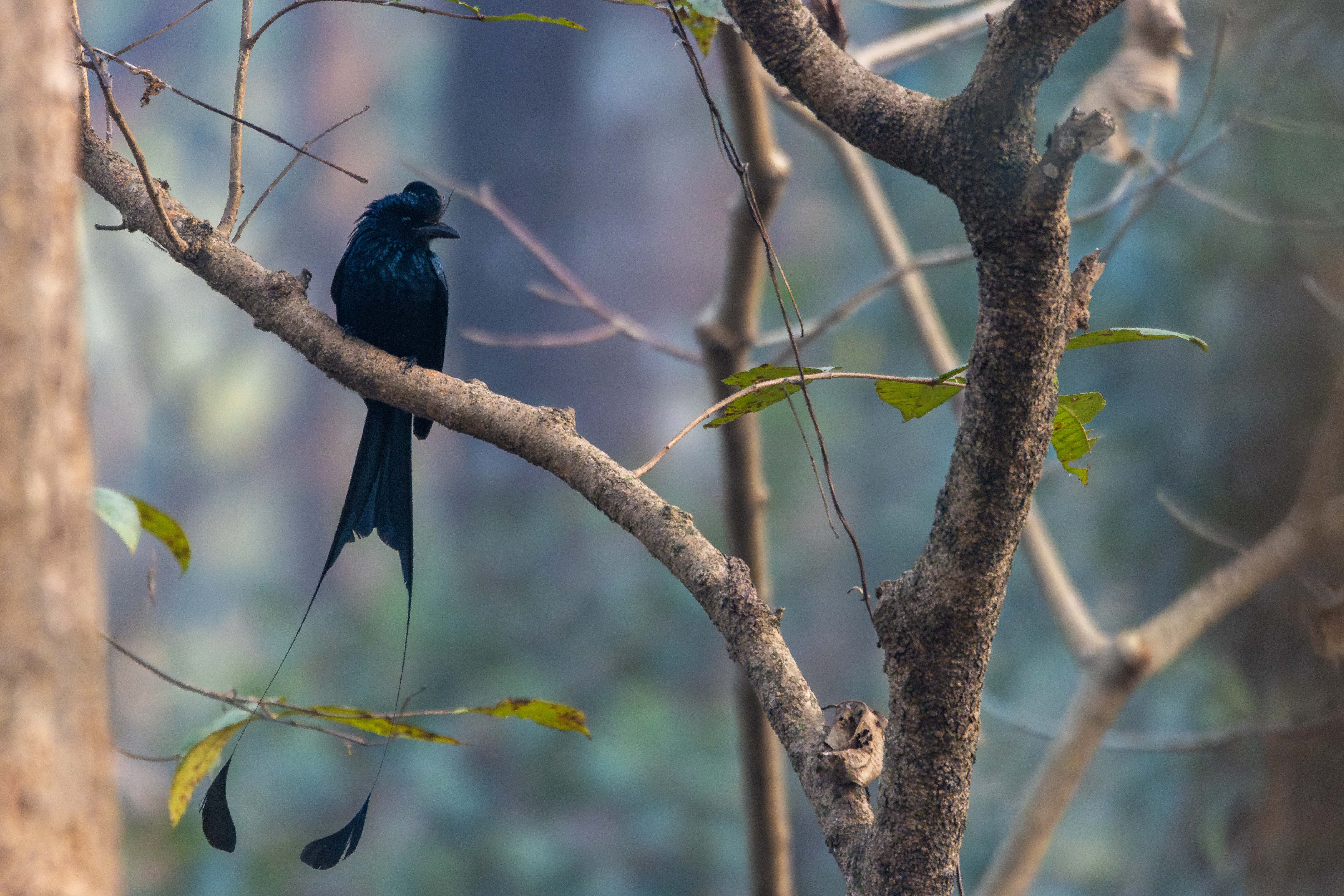 Wild-Life_Hetauda_-956-1778039069.jpg