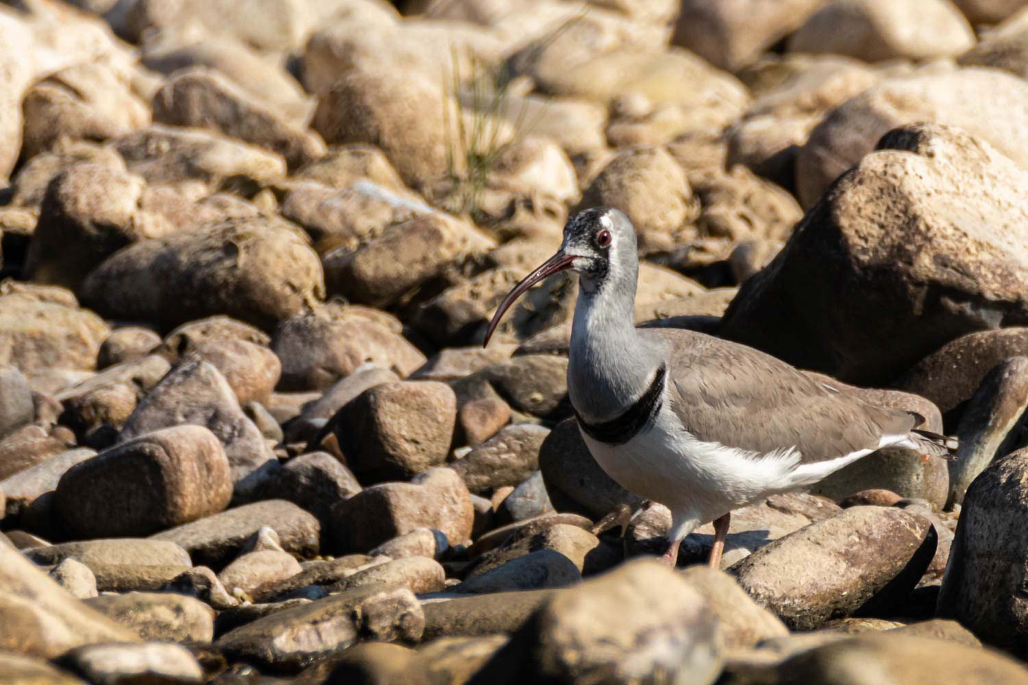 Wild-Life_Hetauda_-958-1778039074.jpg