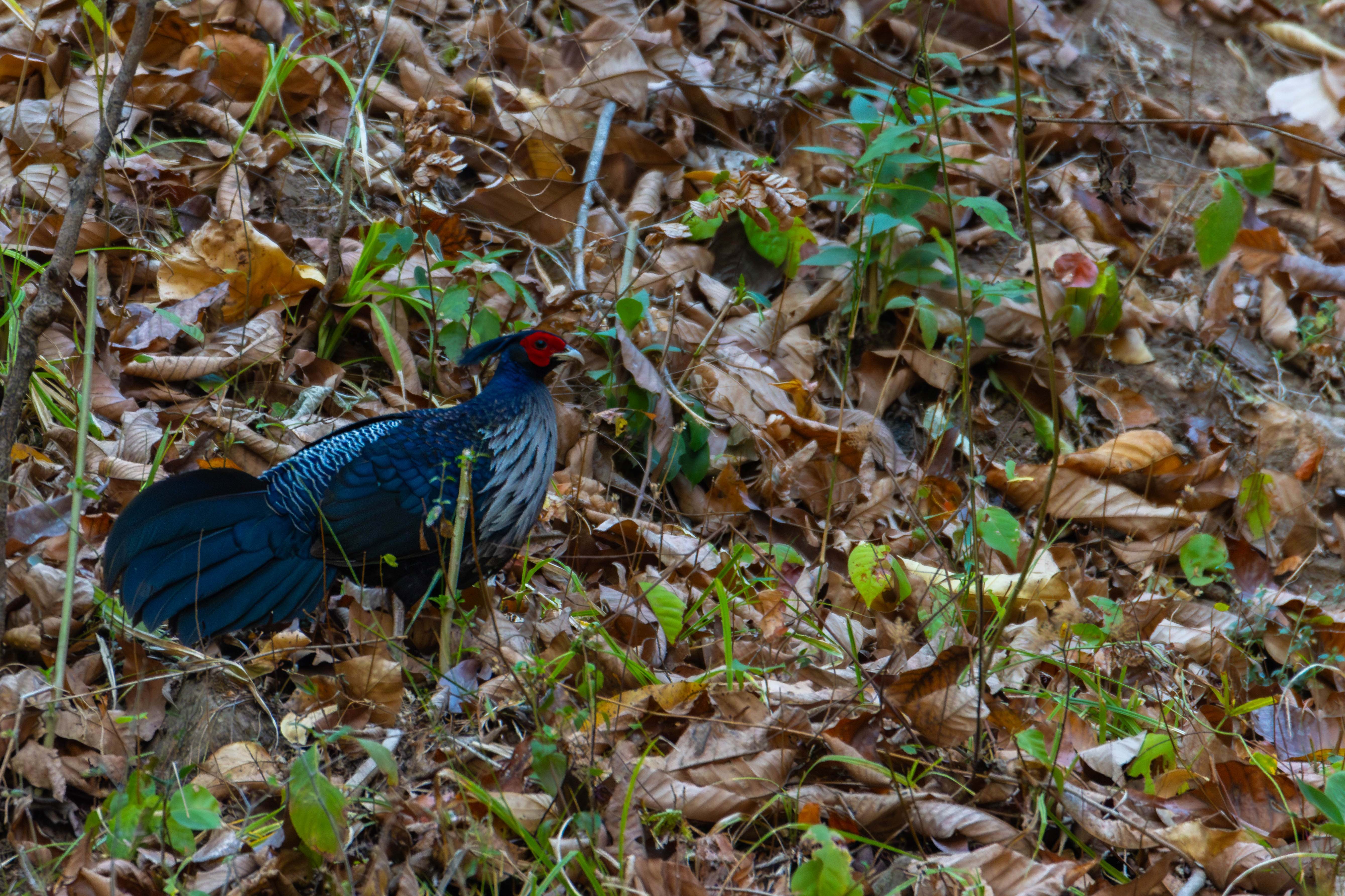 Wild-Life_Hetauda_-959-1778039069.jpg