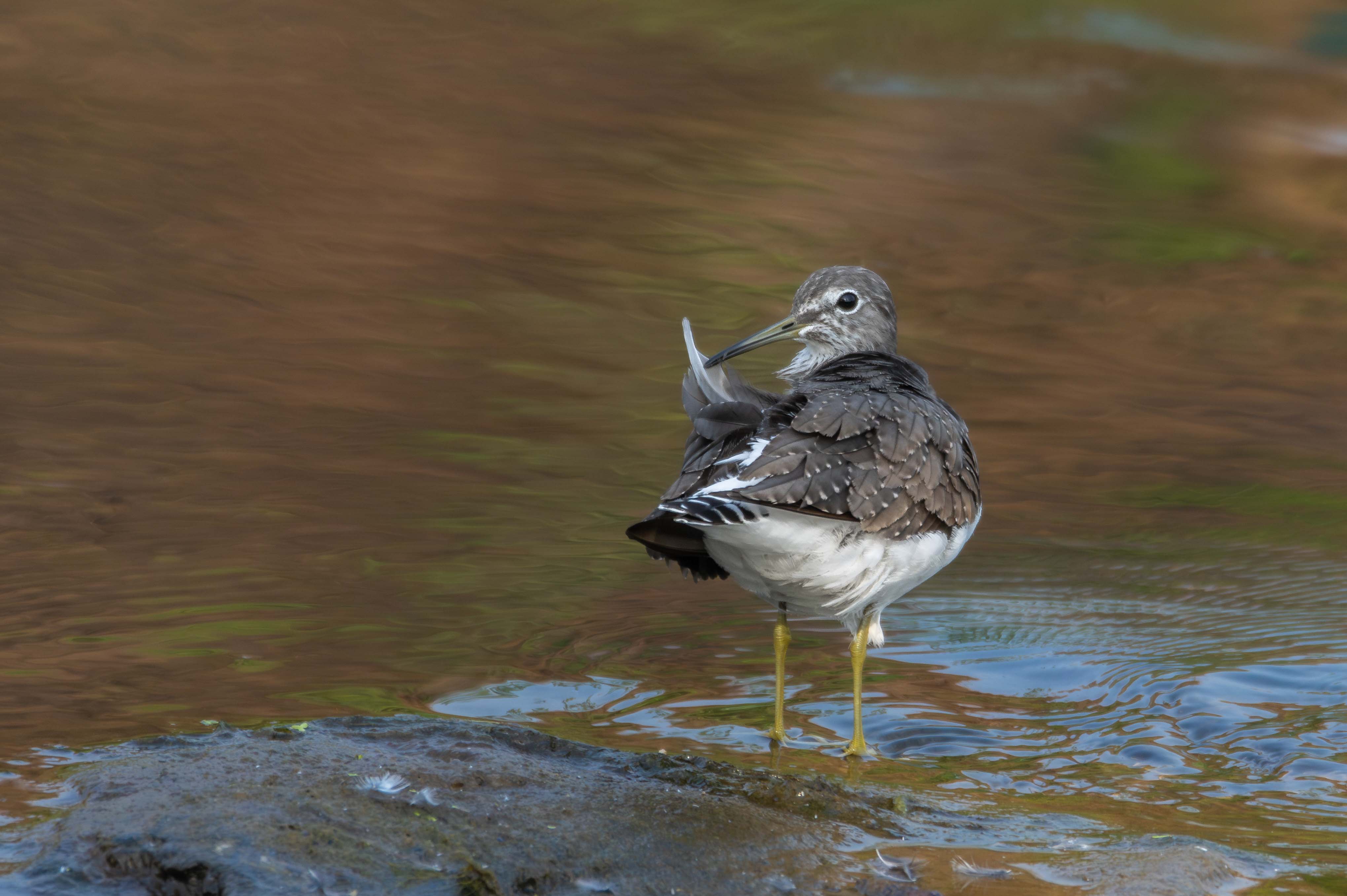 Wild-Life_Hetauda_-964-1778039056.jpg