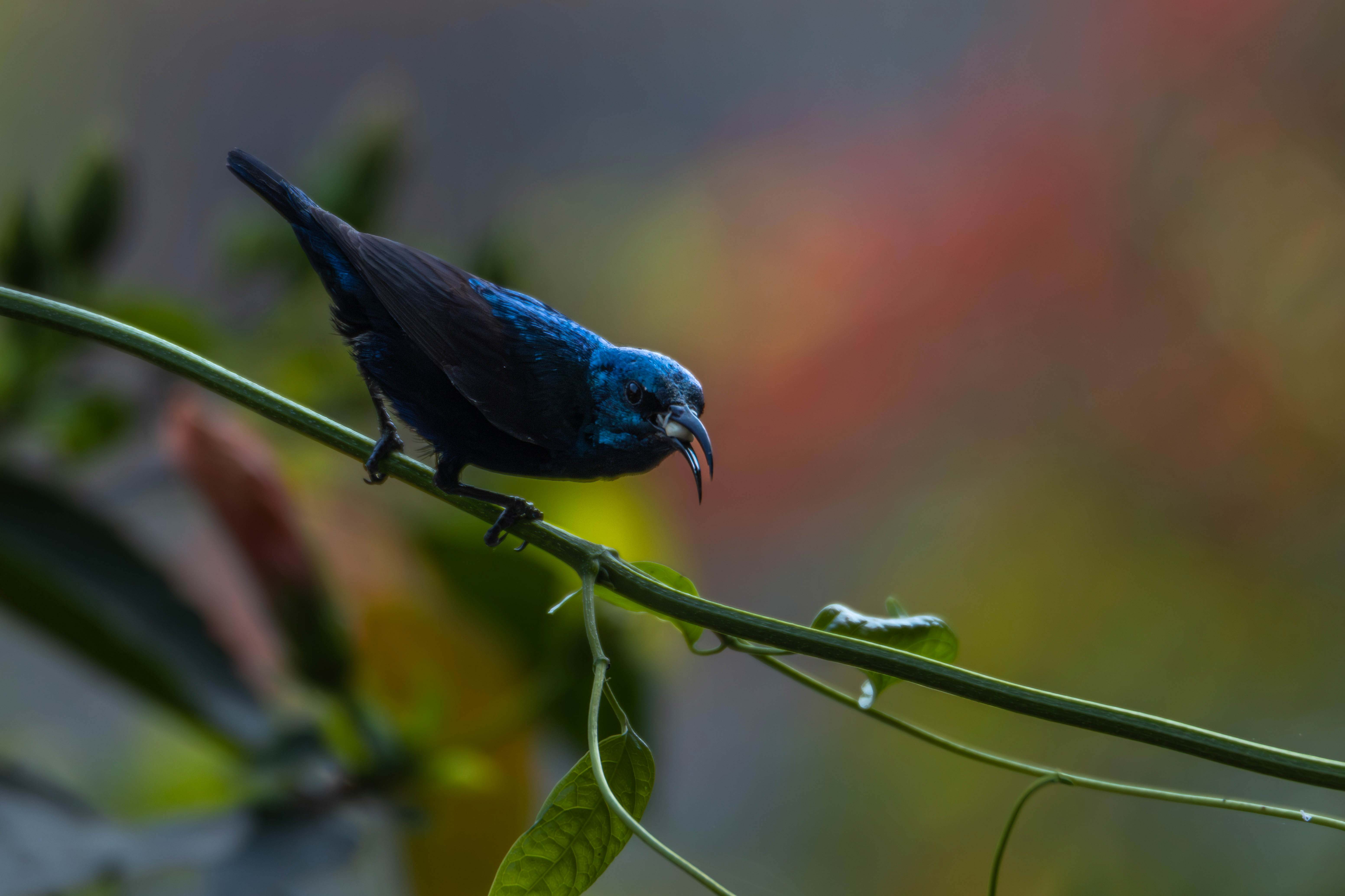 Wild-Life_Hetauda_-968-1778039062.jpg