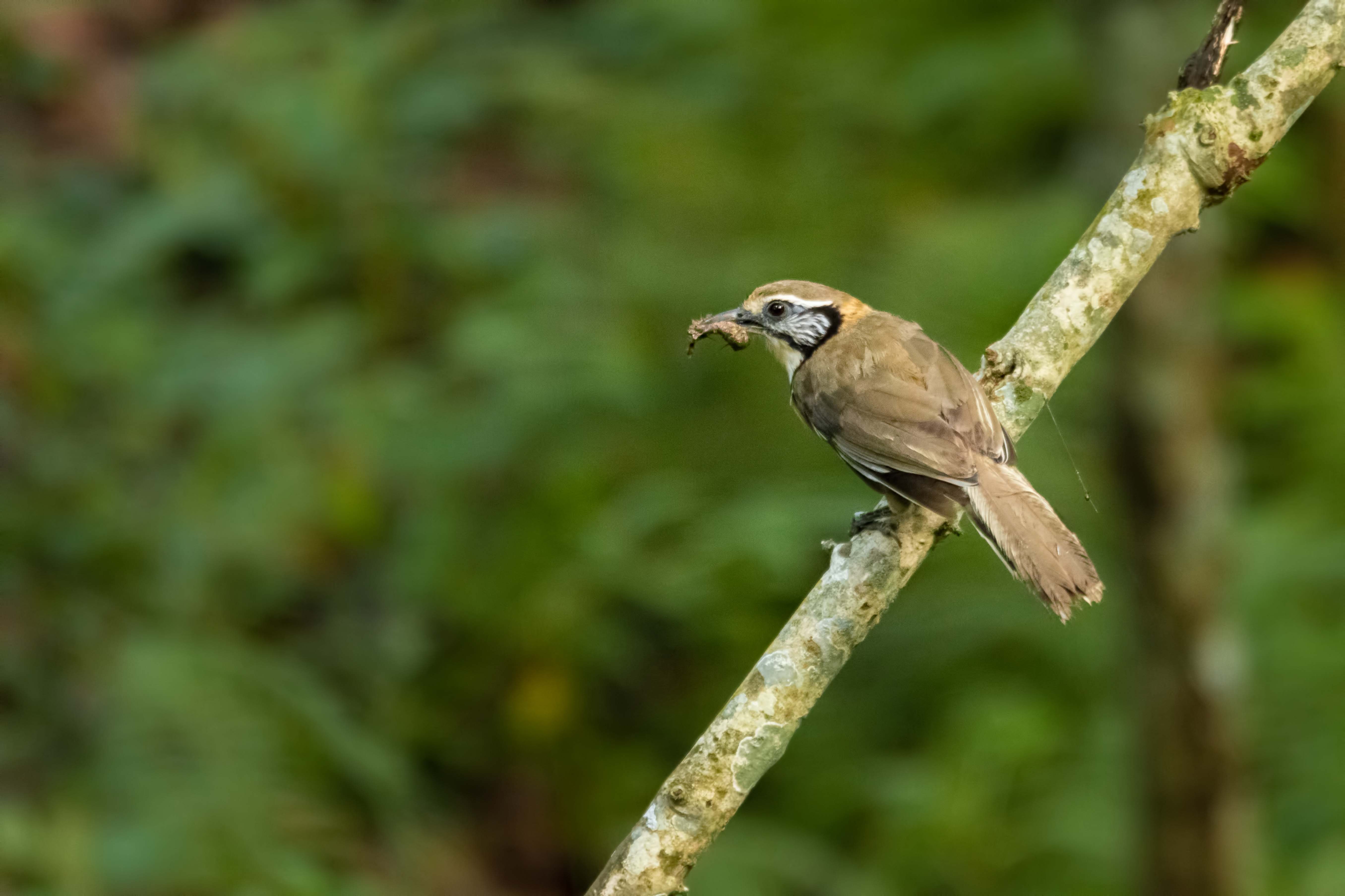 Wild-Life_Hetauda_-969-1778039076.jpg