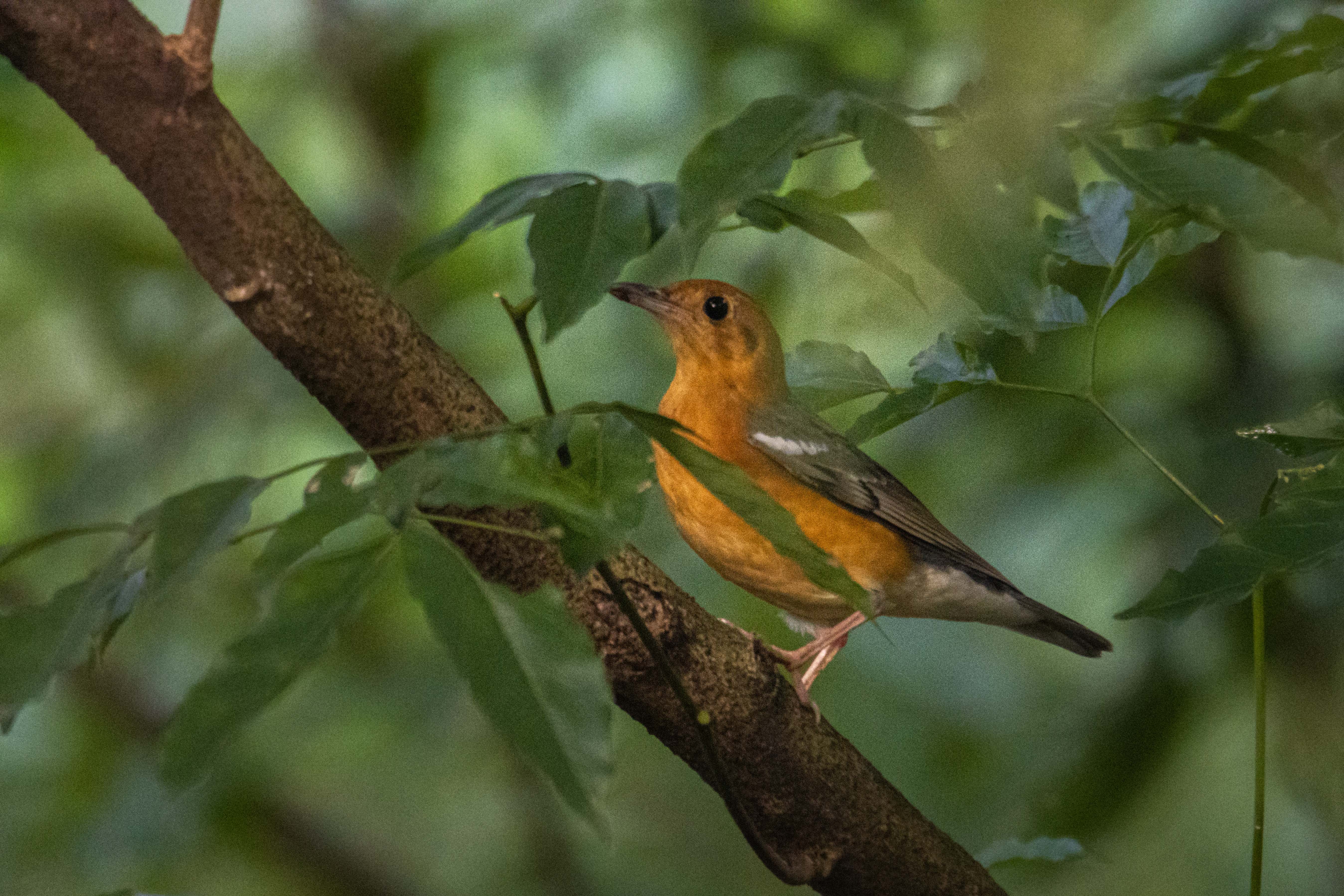 Wild-Life_Hetauda_-973-1778039062.jpg