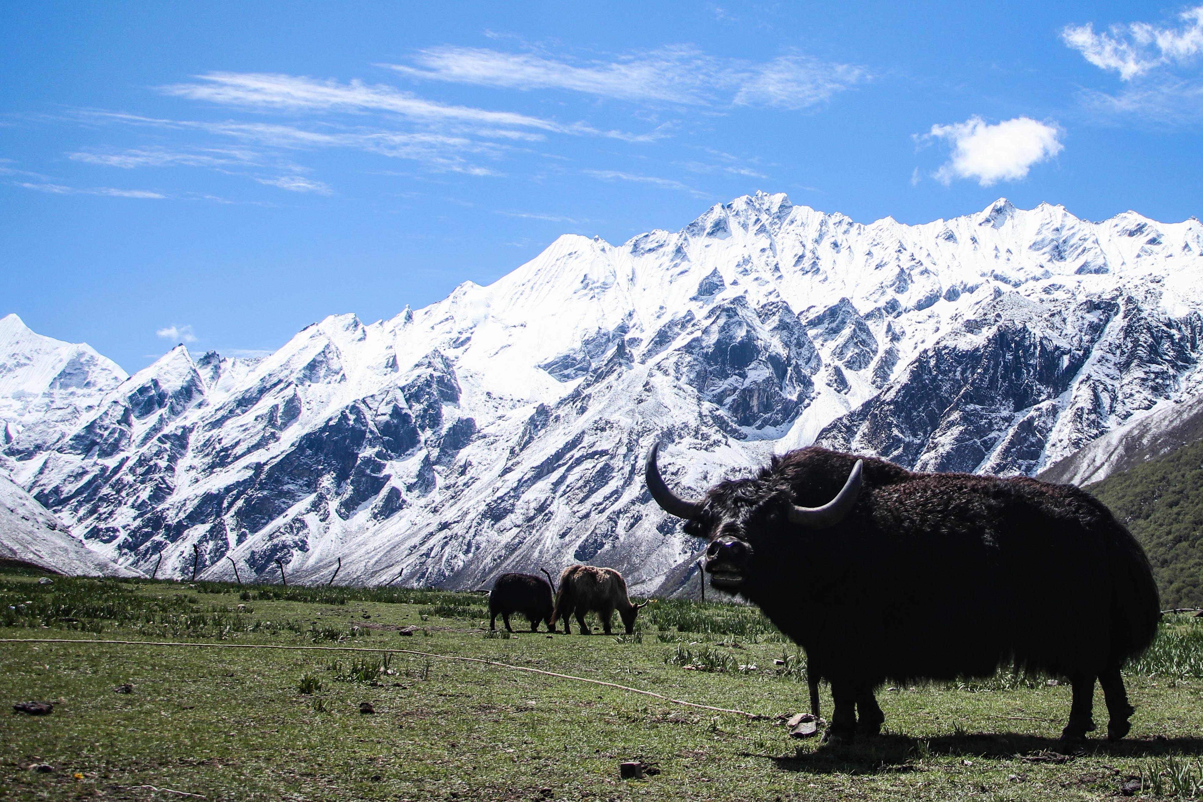Yak-Cheese-Langtang_-1833-1781324569.jpg
