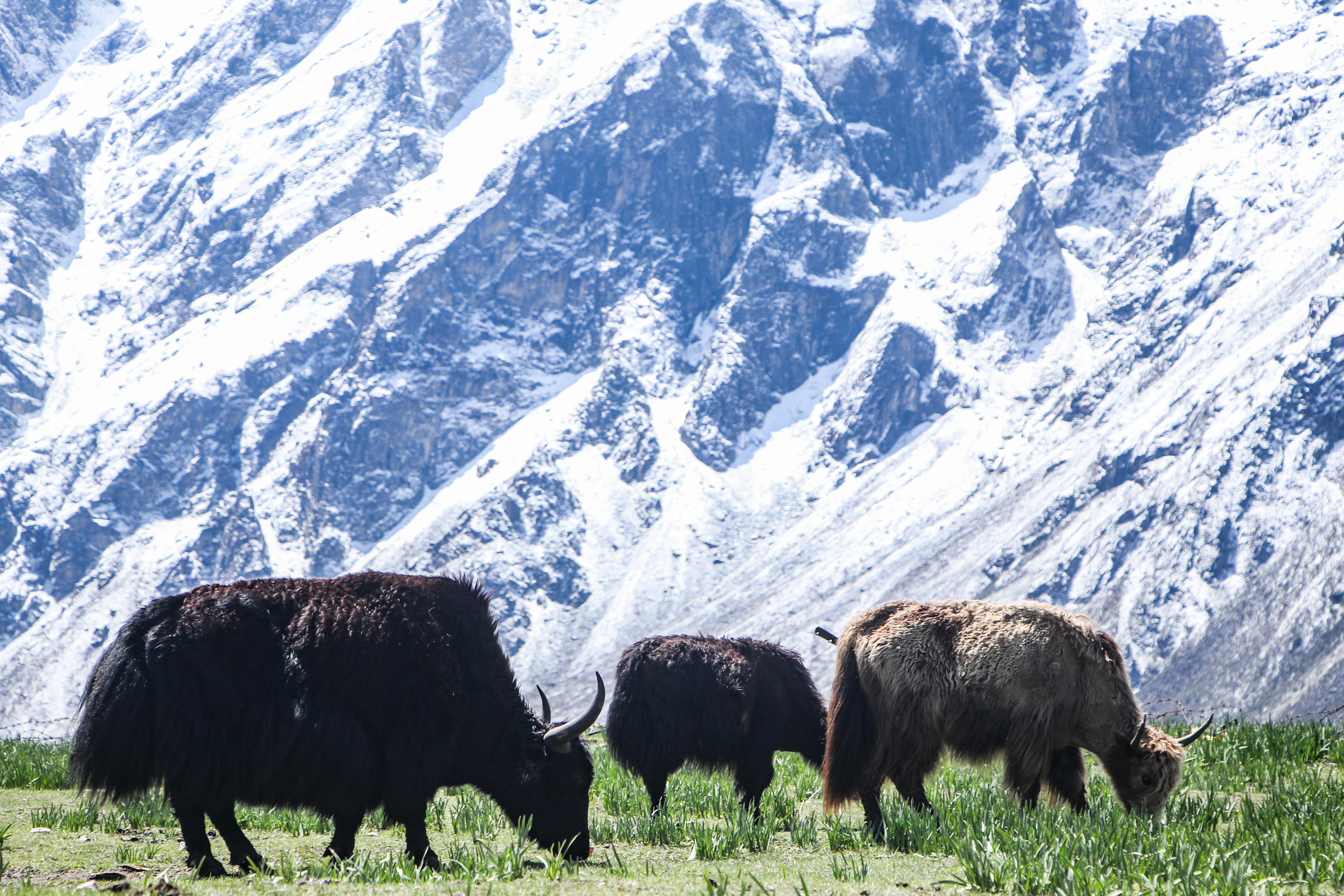 Yak-Cheese-Langtang_-1834-1781324570.jpg