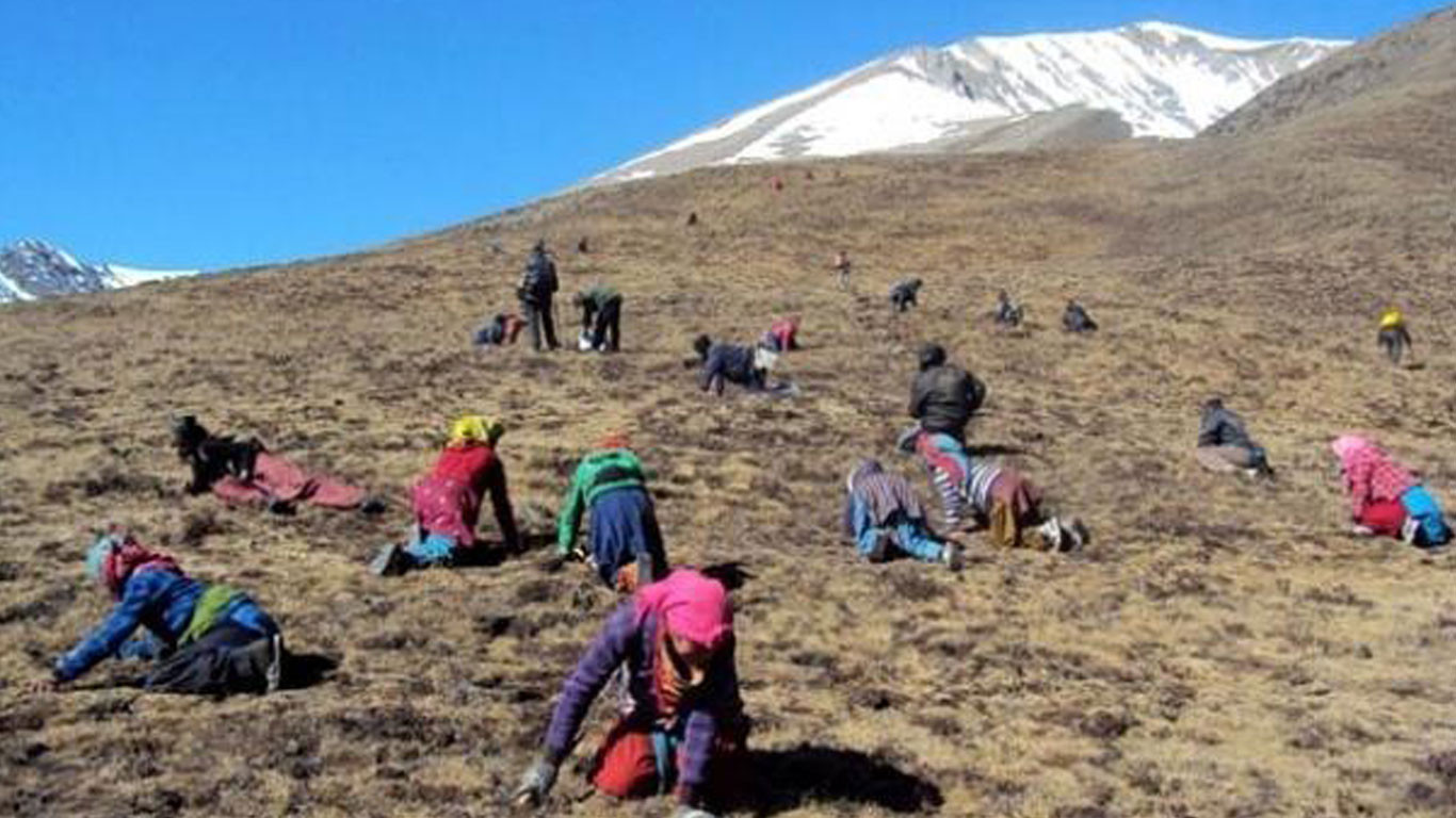 आगामी १० जेठबाट सबैले यार्सागुम्बा संकलन गर्न पाउने