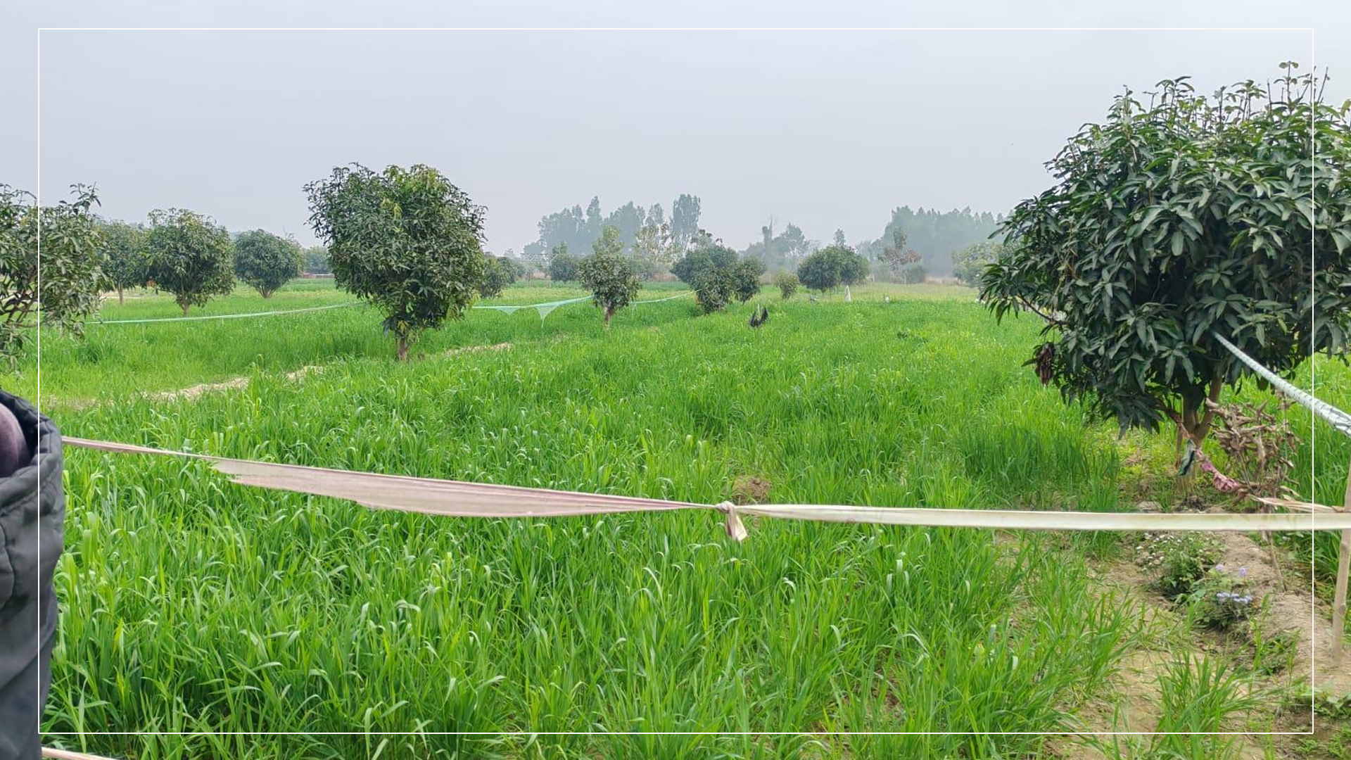 किसानको मेहनतले गेग्य्रान बगरमा छायो हरियाली