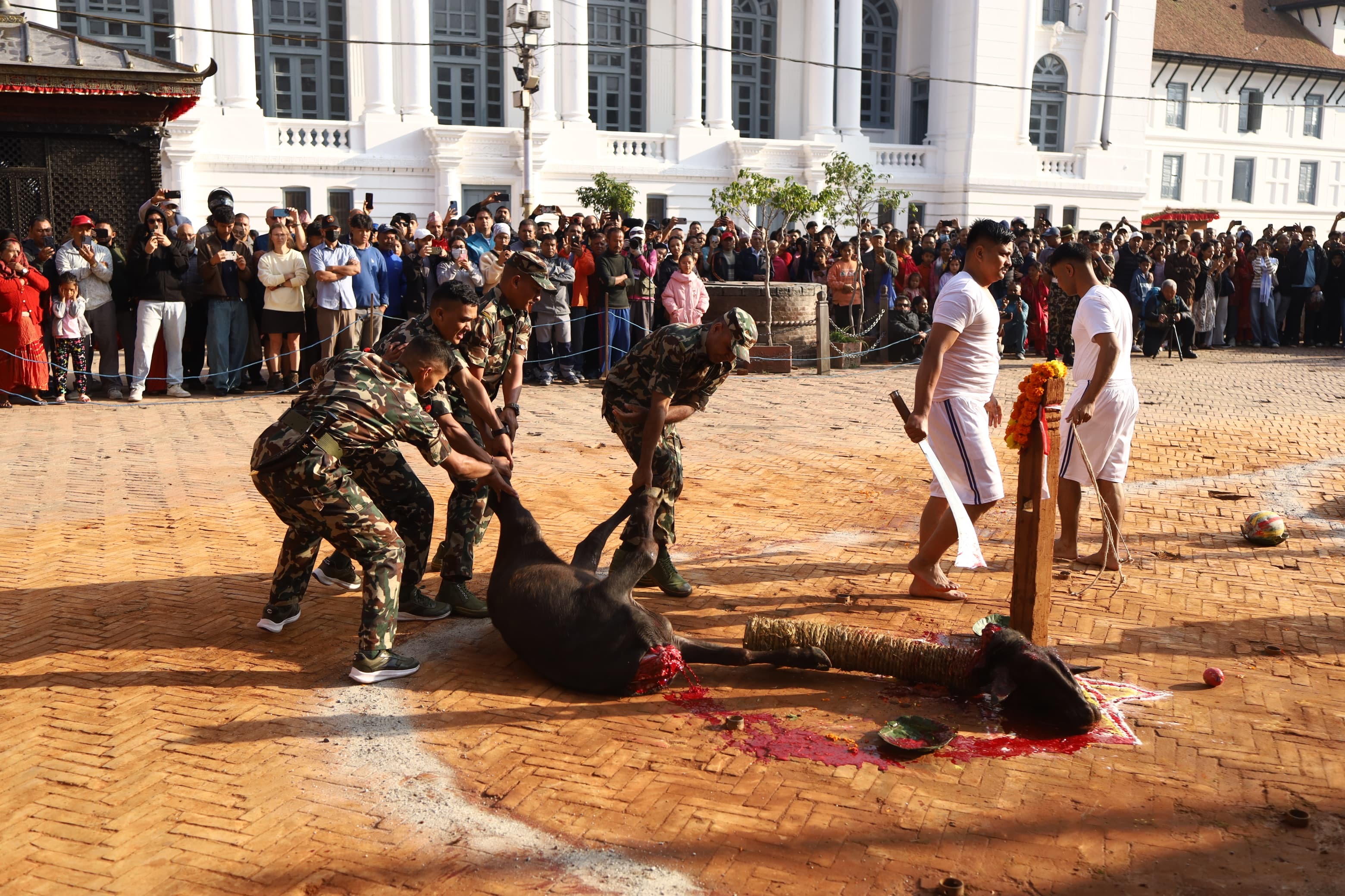 bali&ndash;-dasain-basantapur-(1)-1792465314.jpeg