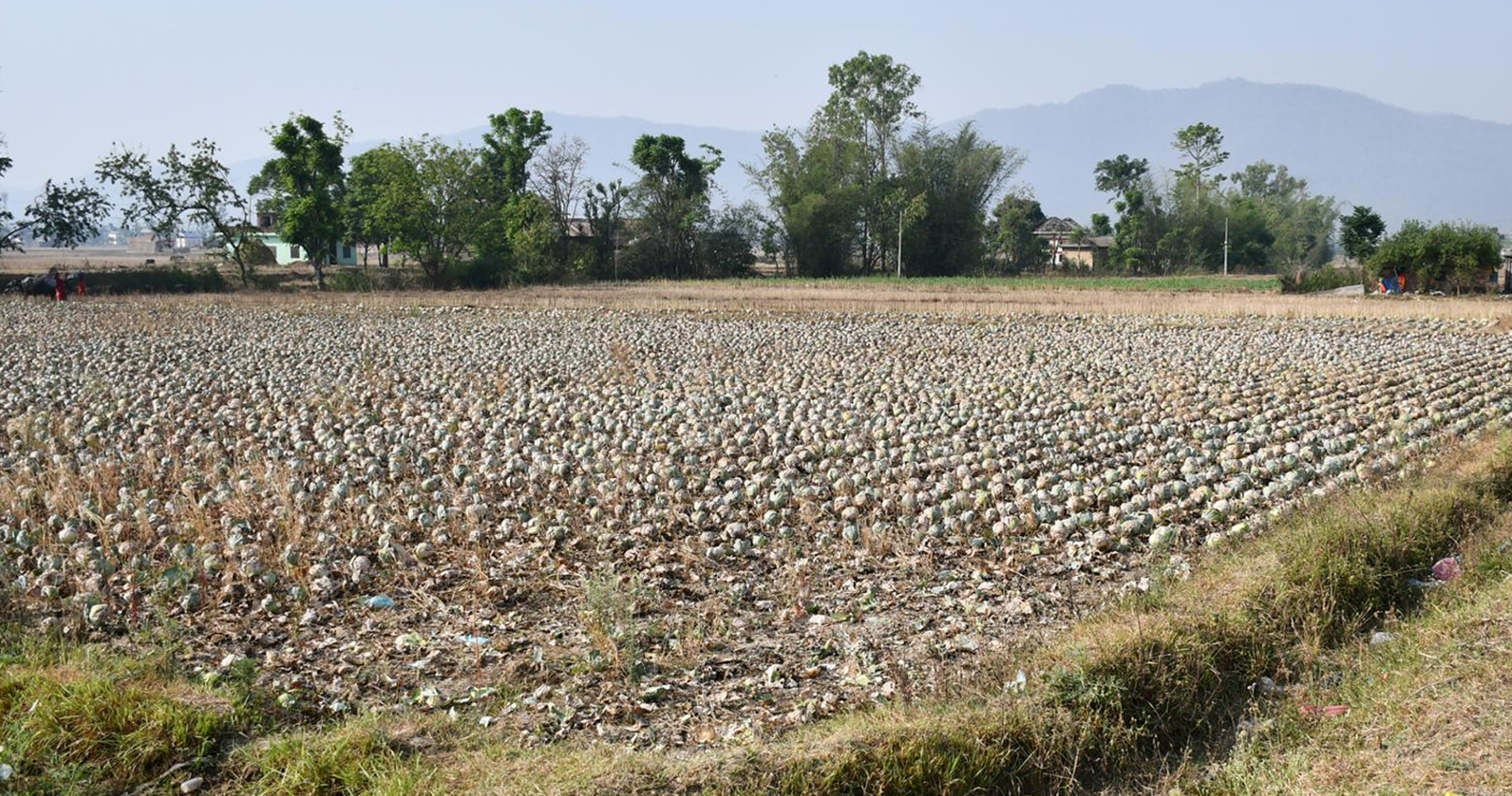 एक बिघामा लगाएको बन्दाकोभी बारीमै सुक्यो, किसान चौधरी भन्छन्- पाँच रुपैयाँमा बेच्न मन मानेन
