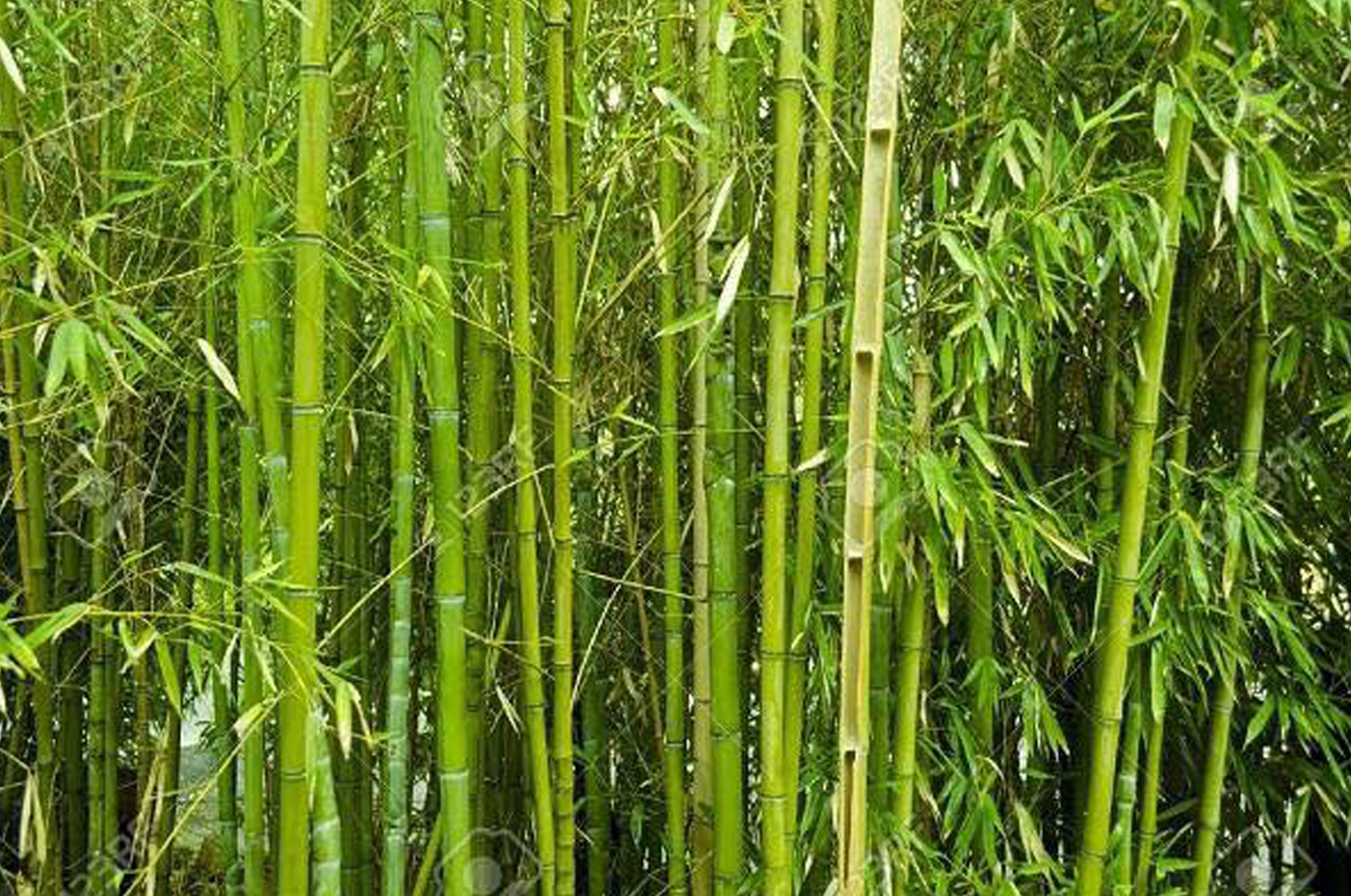 चुरे क्षेत्रमा बाँस रोप्न तयार दाता फर्किए, नयाँ दाता खाेज्दै सरकार