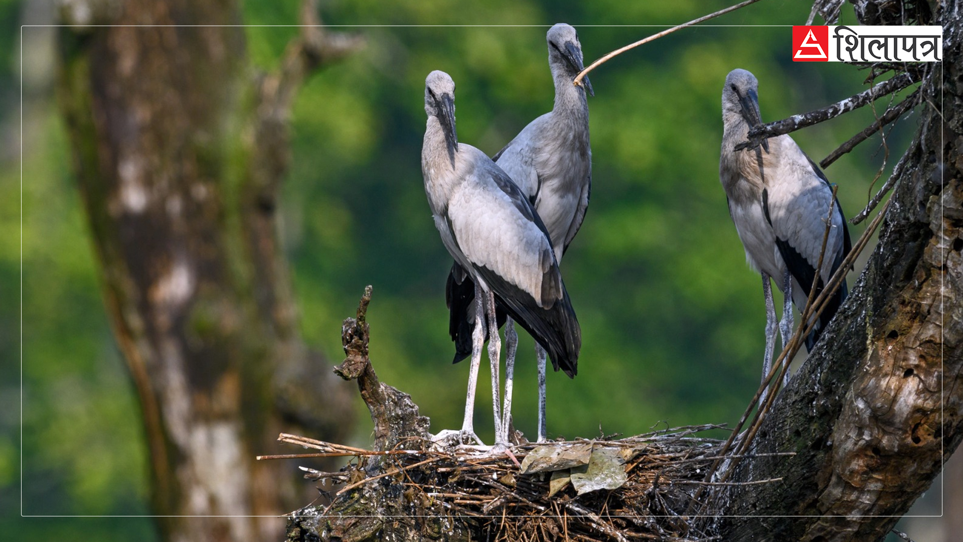 birds-on-batuli-pokhari-1111111111-1729491786.jpg