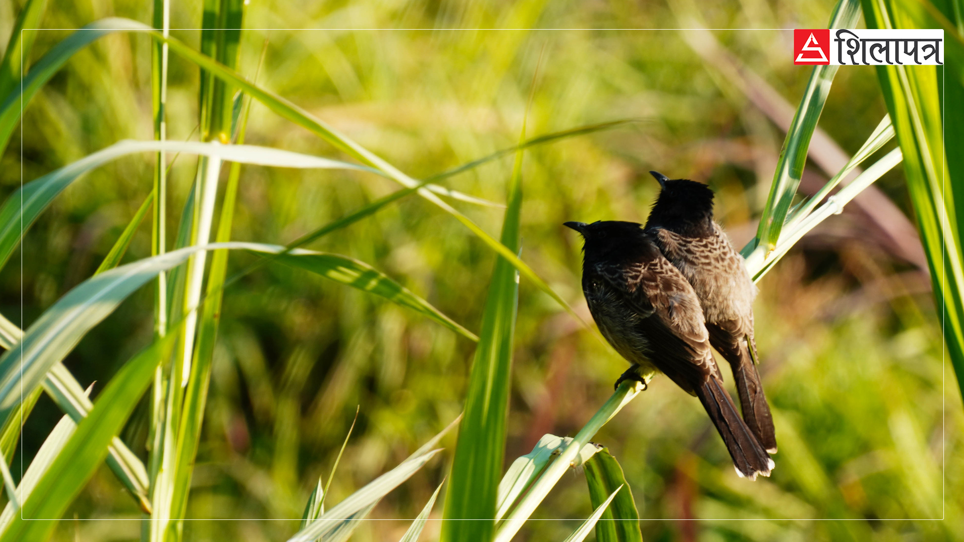 birds-on-thangsang-(3)-1736928132.jpg