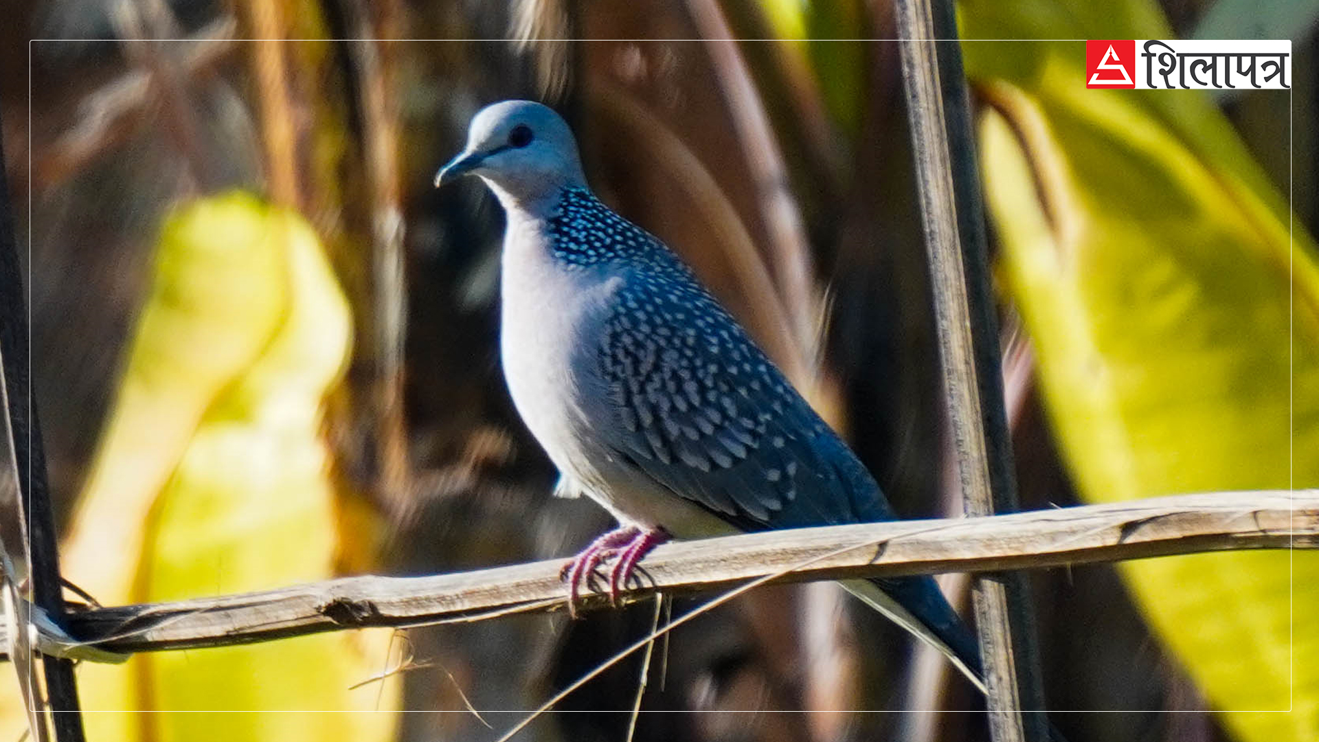 birds-on-thangsang-(4)-1736928133.jpg