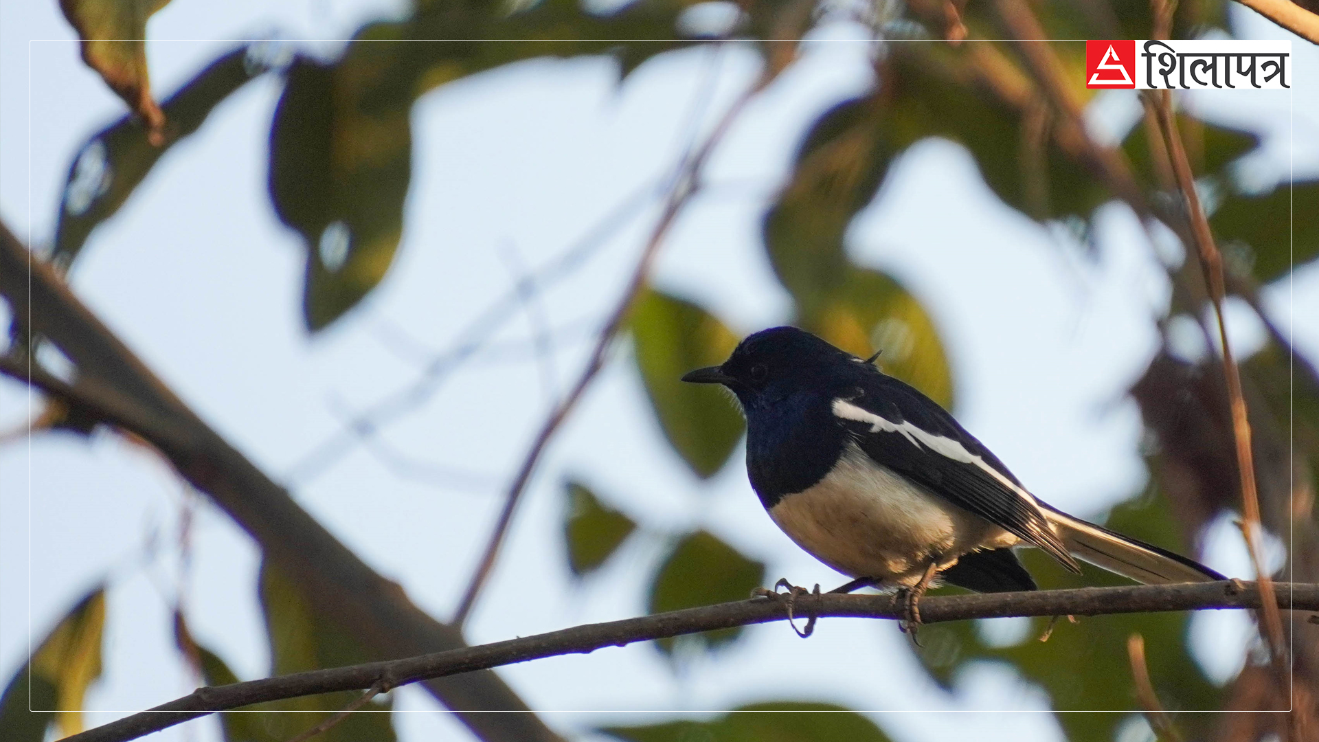 birds-on-thangsang-(5)-1736928134.jpg